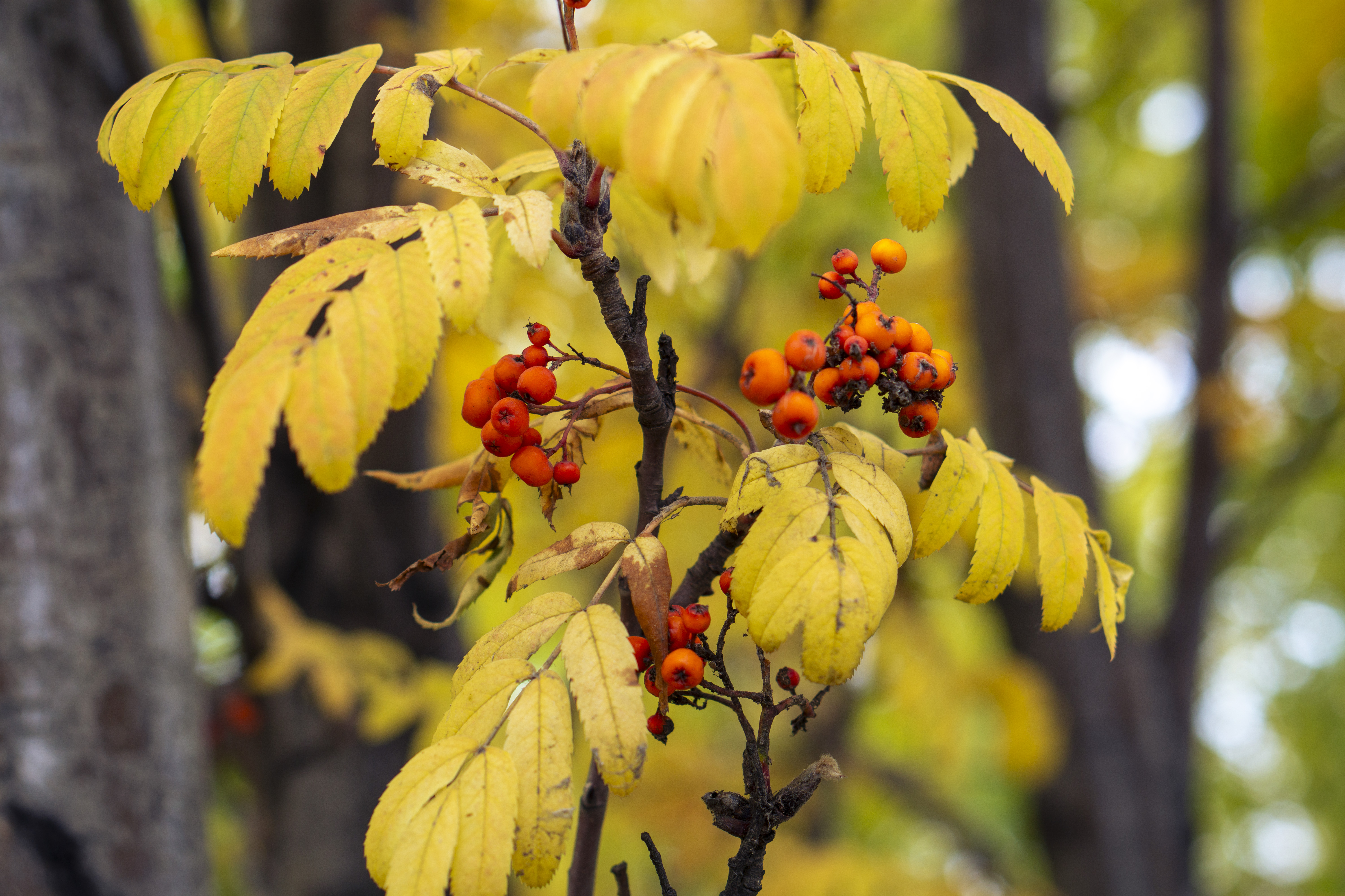 Rowan berries on tree branches