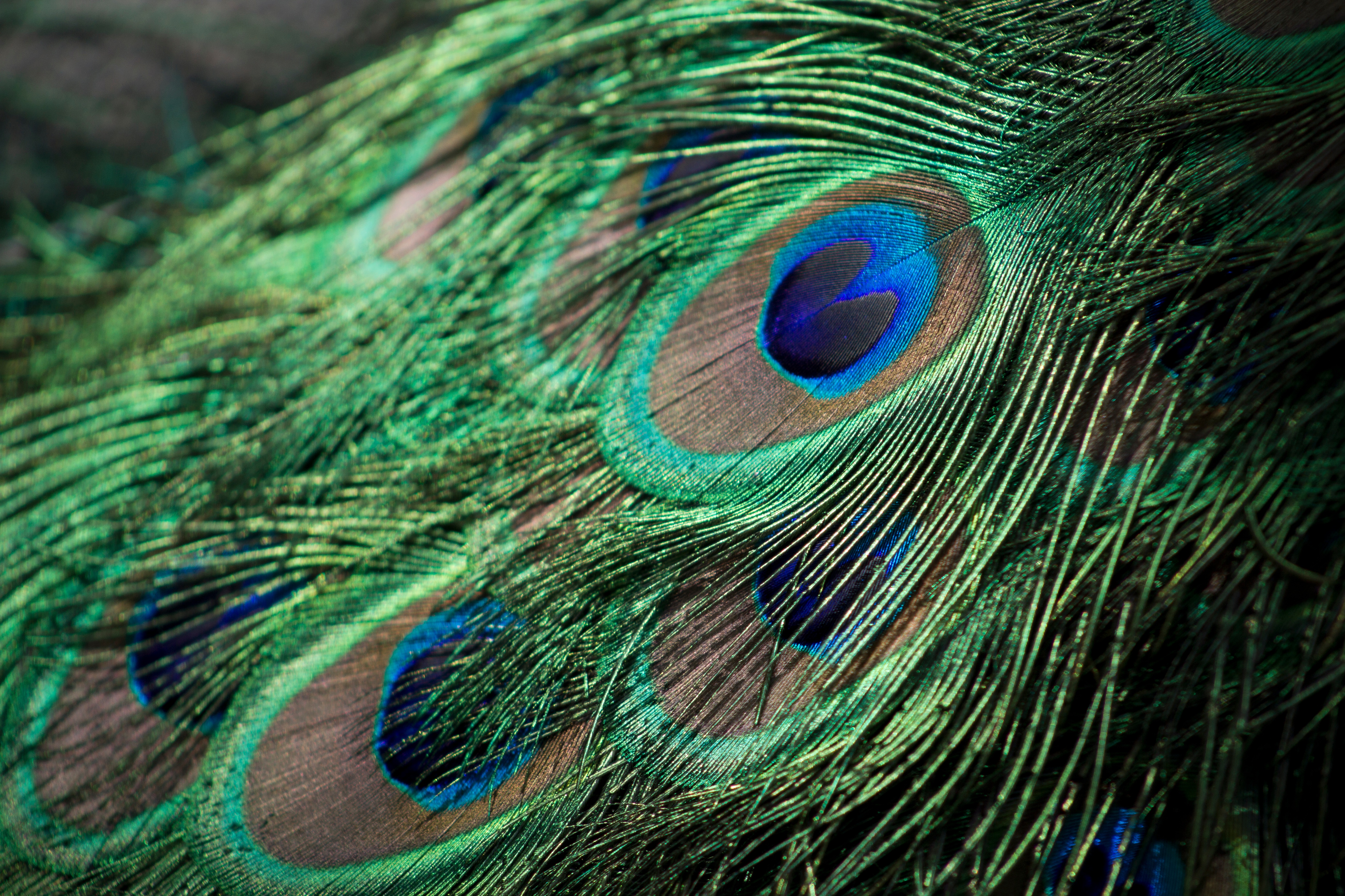 孔雀羽毛上的美丽花纹
