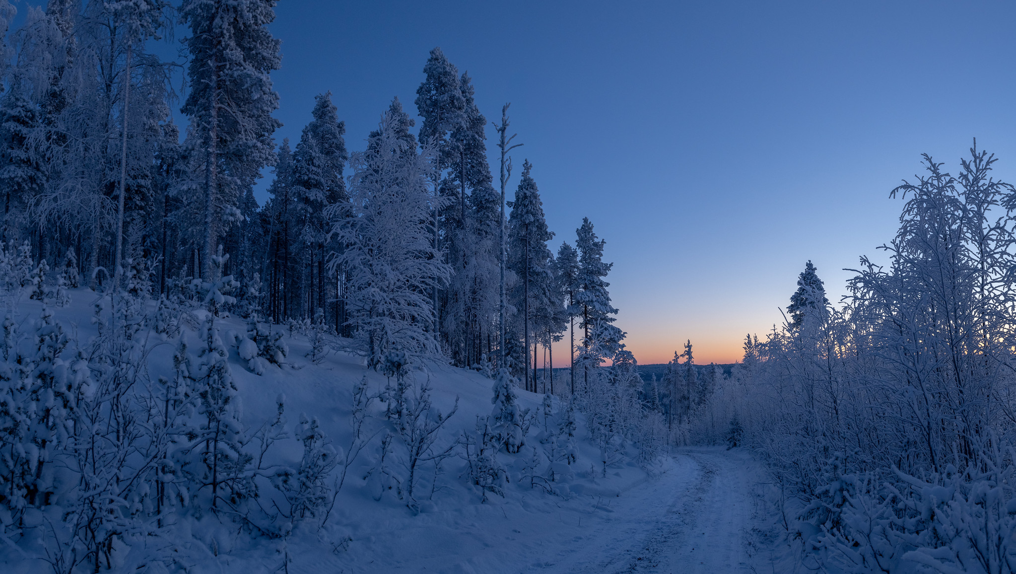 芬兰的森林