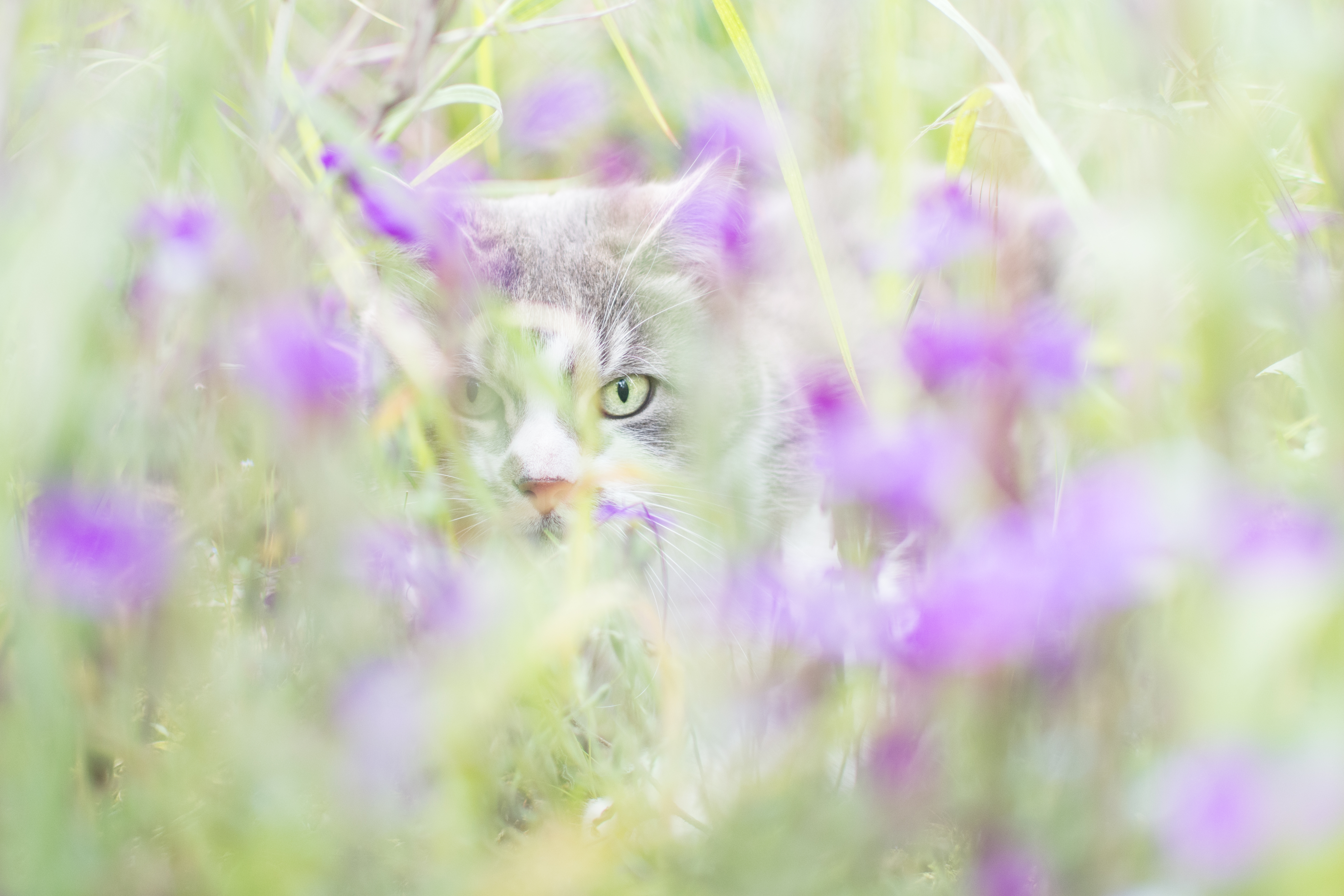 Wallpapers cat nature animal on the desktop