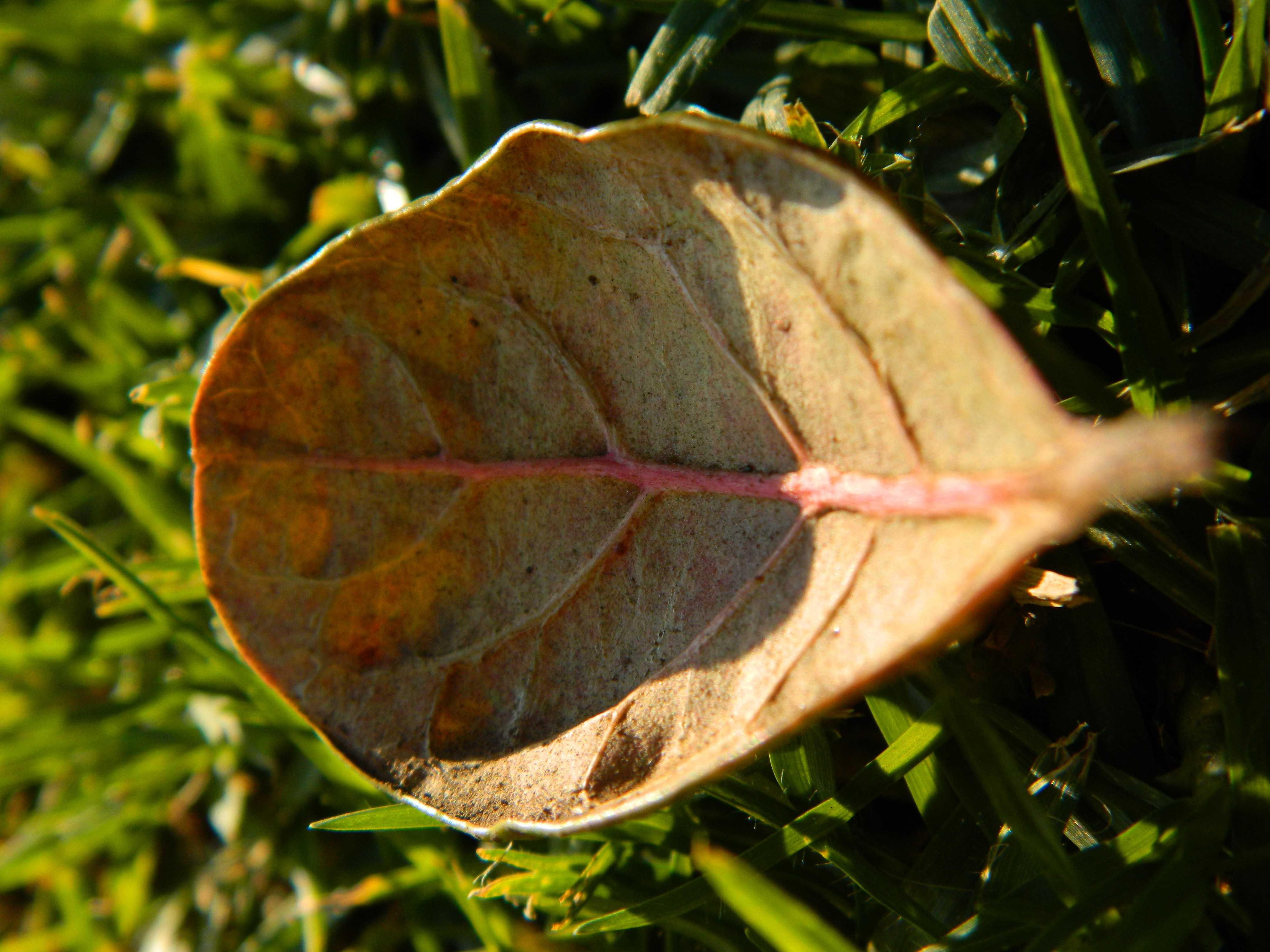 桌面上的壁纸树叶 自然 草地