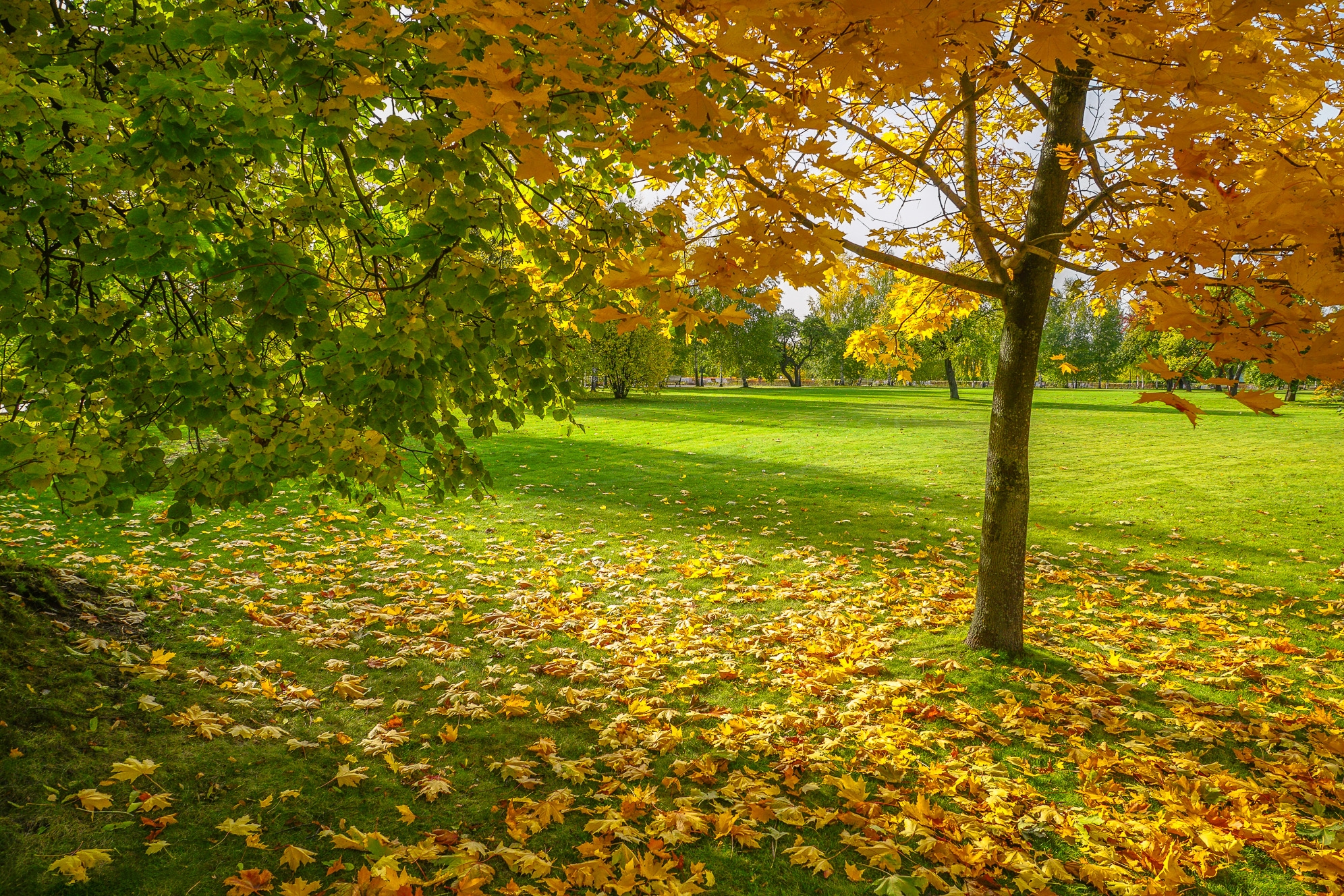 Wallpapers autumn leaves manor Russia on the desktop