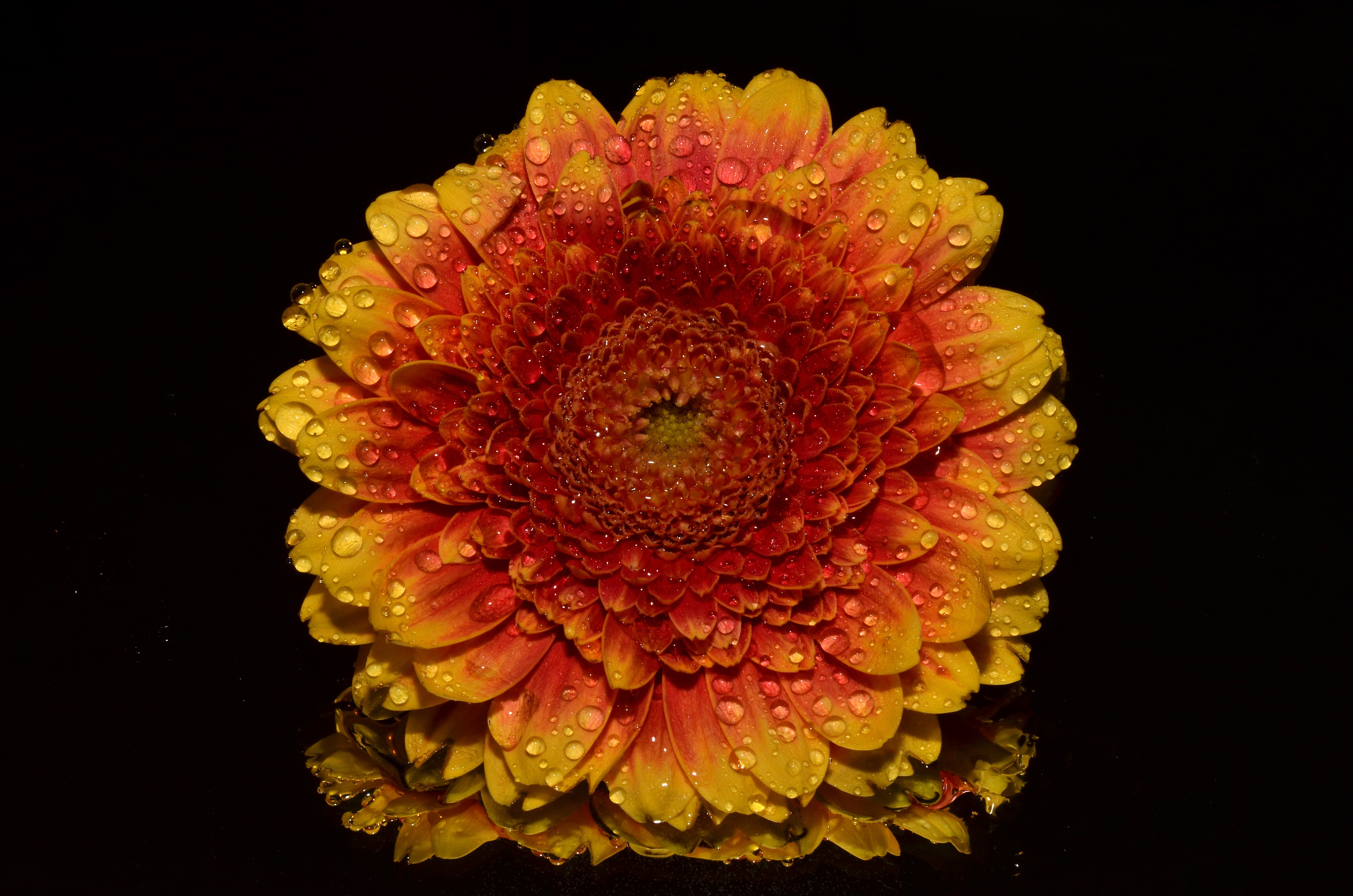 Wallpapers plant flower petal on the desktop