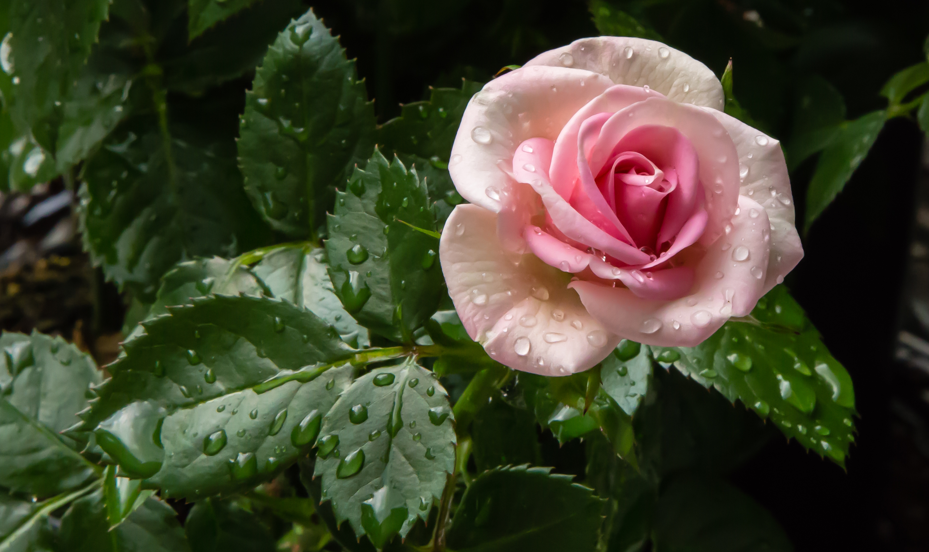 Wallpapers flowers branch drops of rain on the desktop