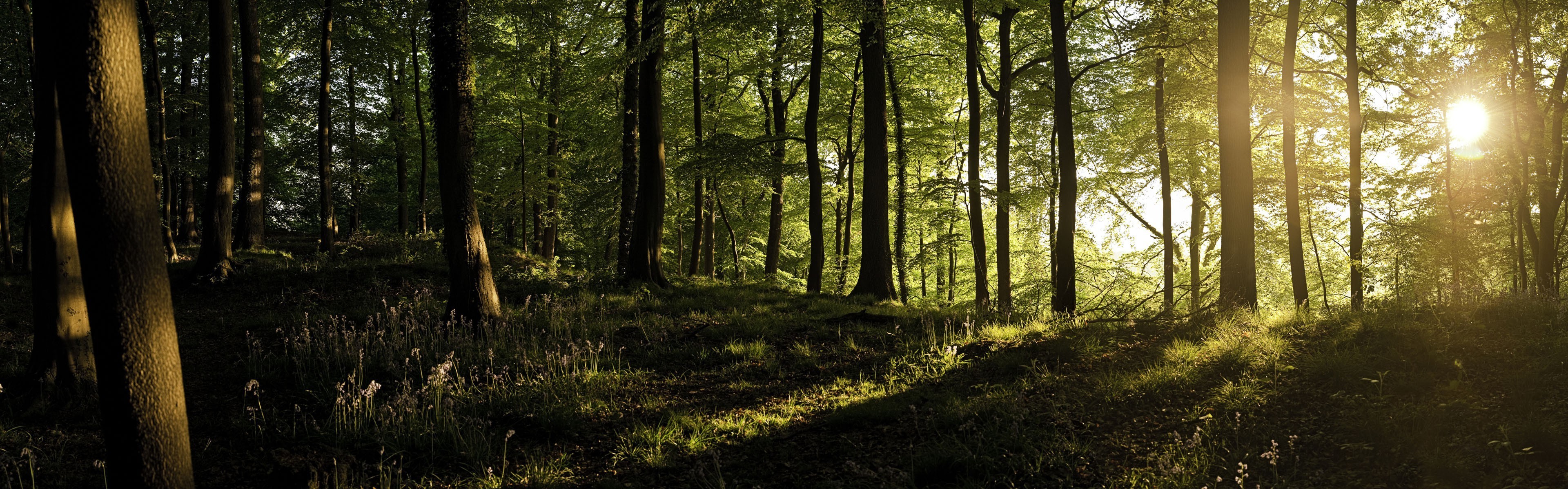 Бесплатное фото Тропинка в зеленом лесу