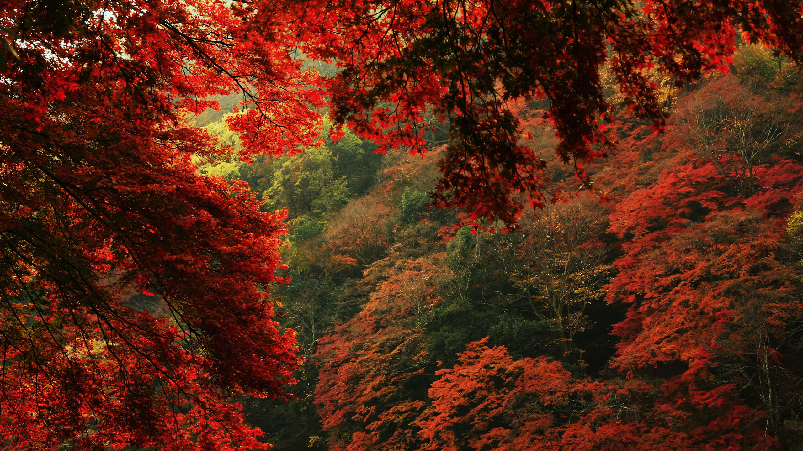 Красная природа фото Красная природа фото