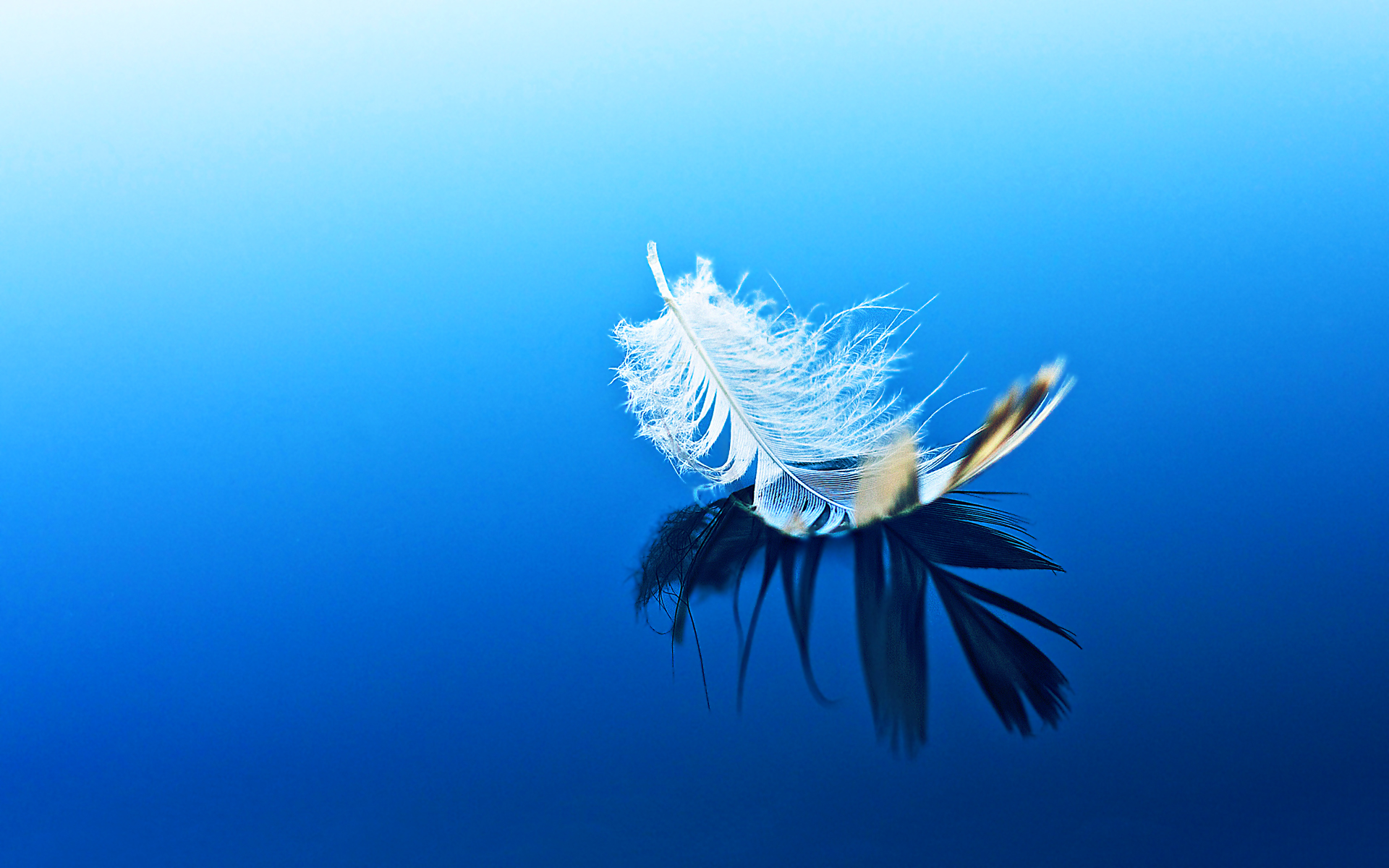 A white feather floats on the surface of the water