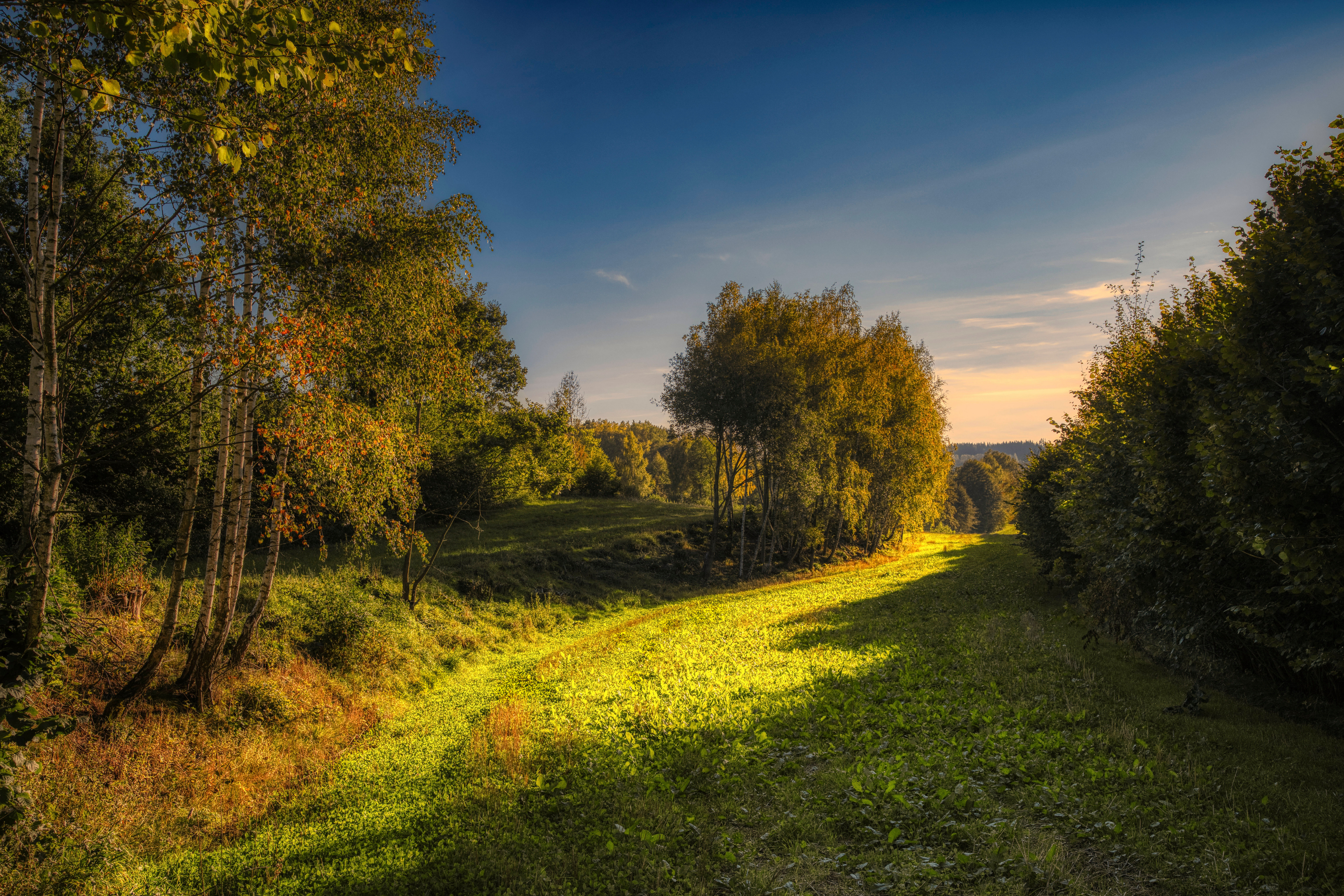 Wallpapers nature forests grass on the desktop