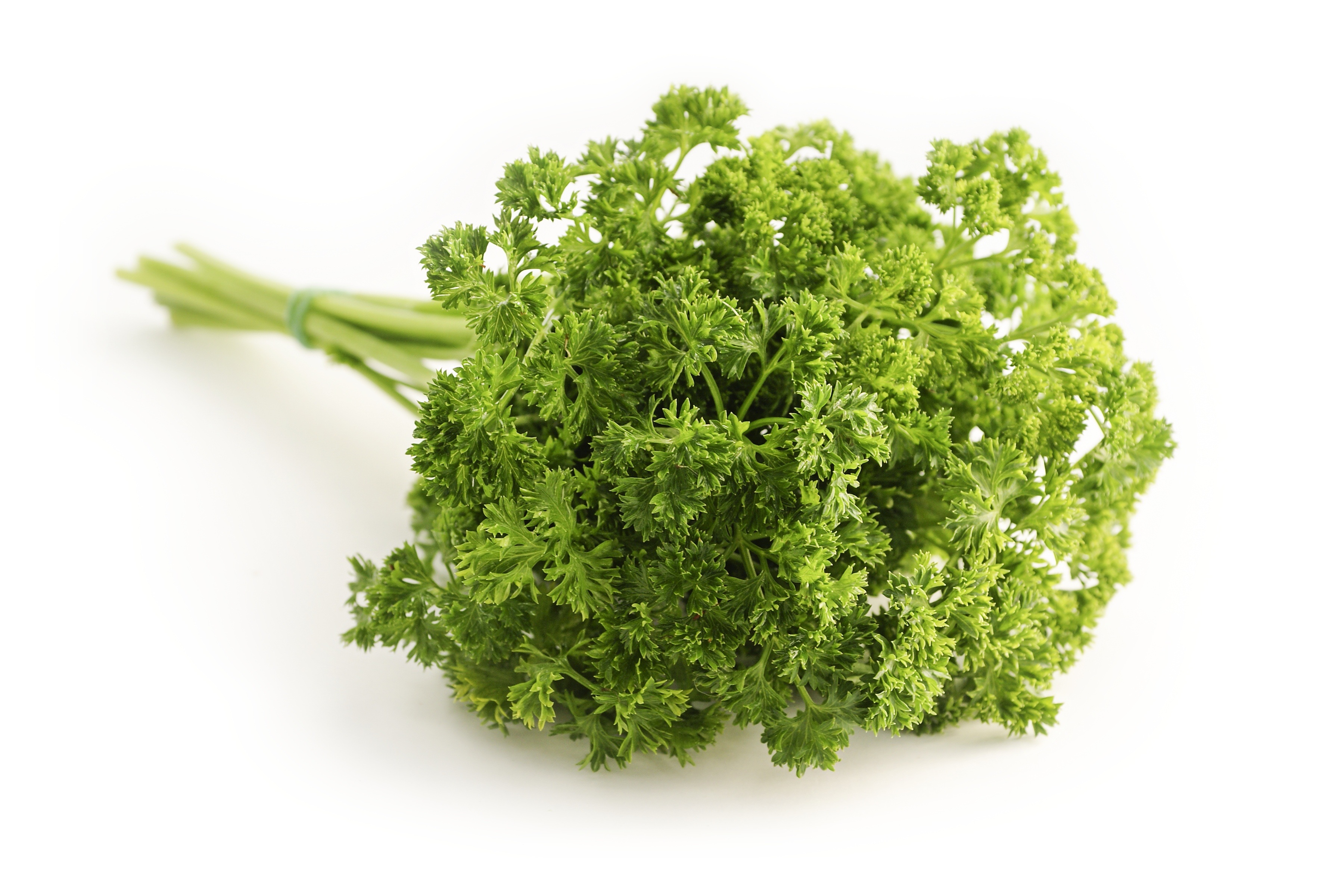 Wallpapers plant food herbs on the desktop