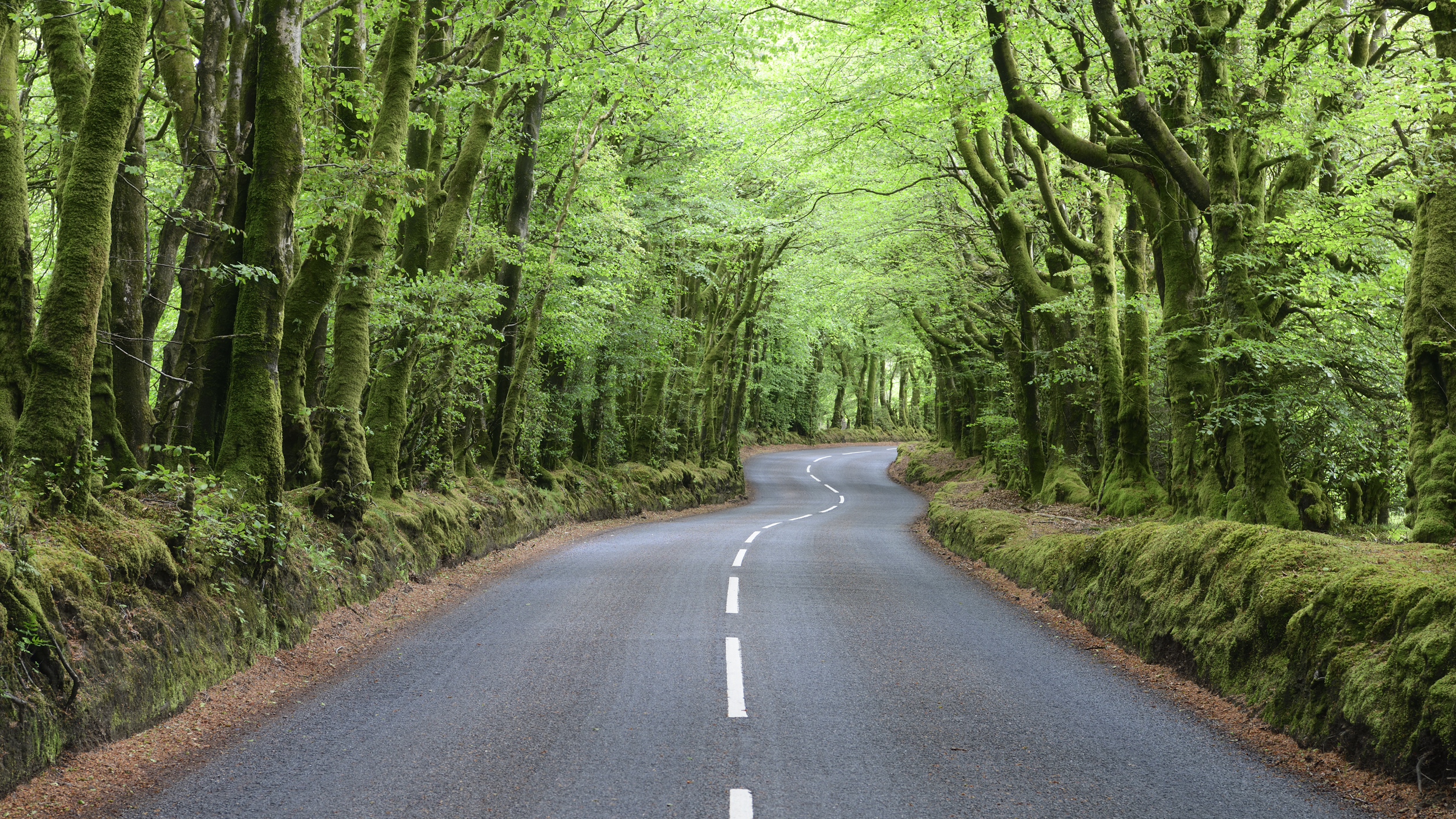 Обои пейзажи зеленый дорога на рабочий стол