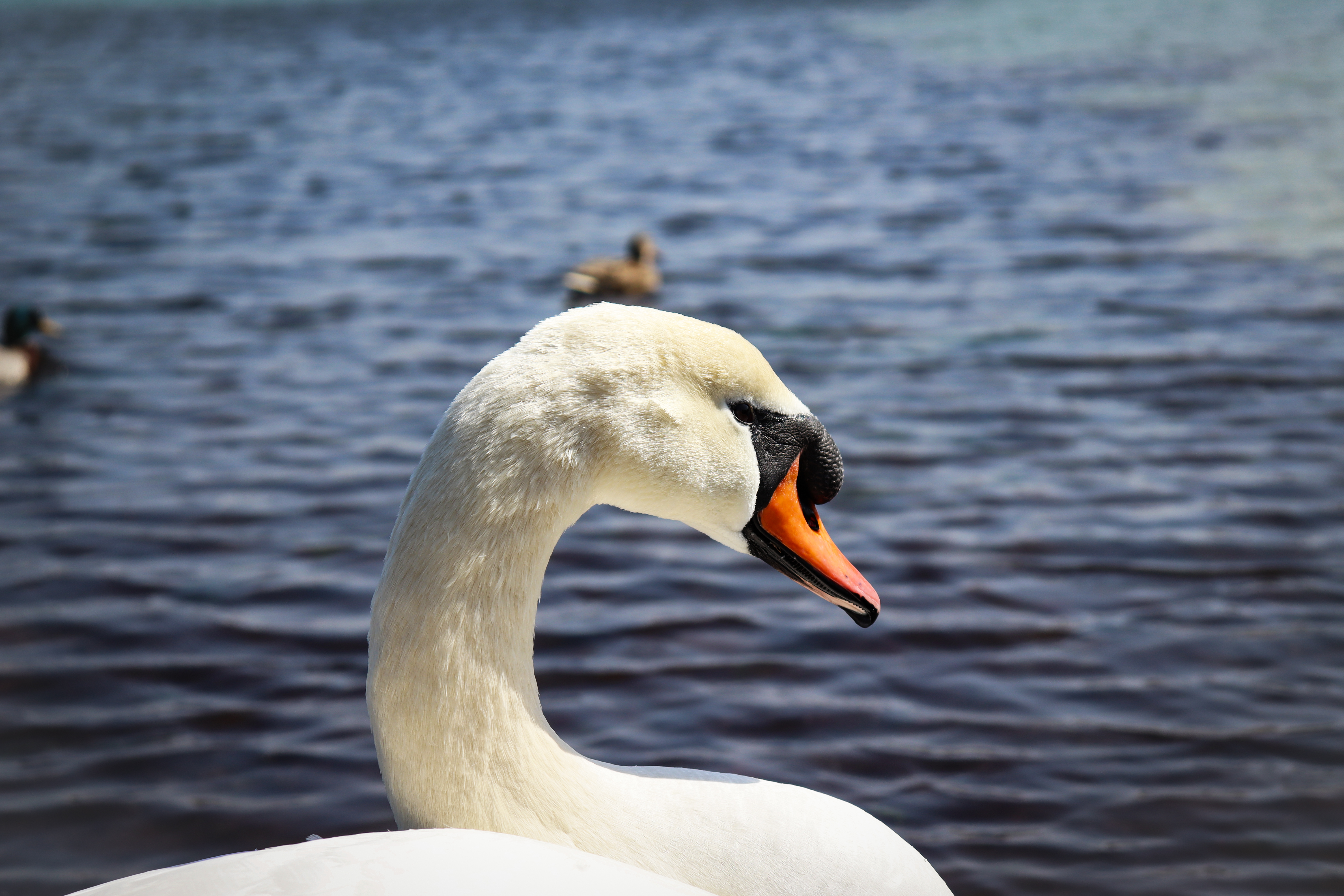 A beautiful swan on the water