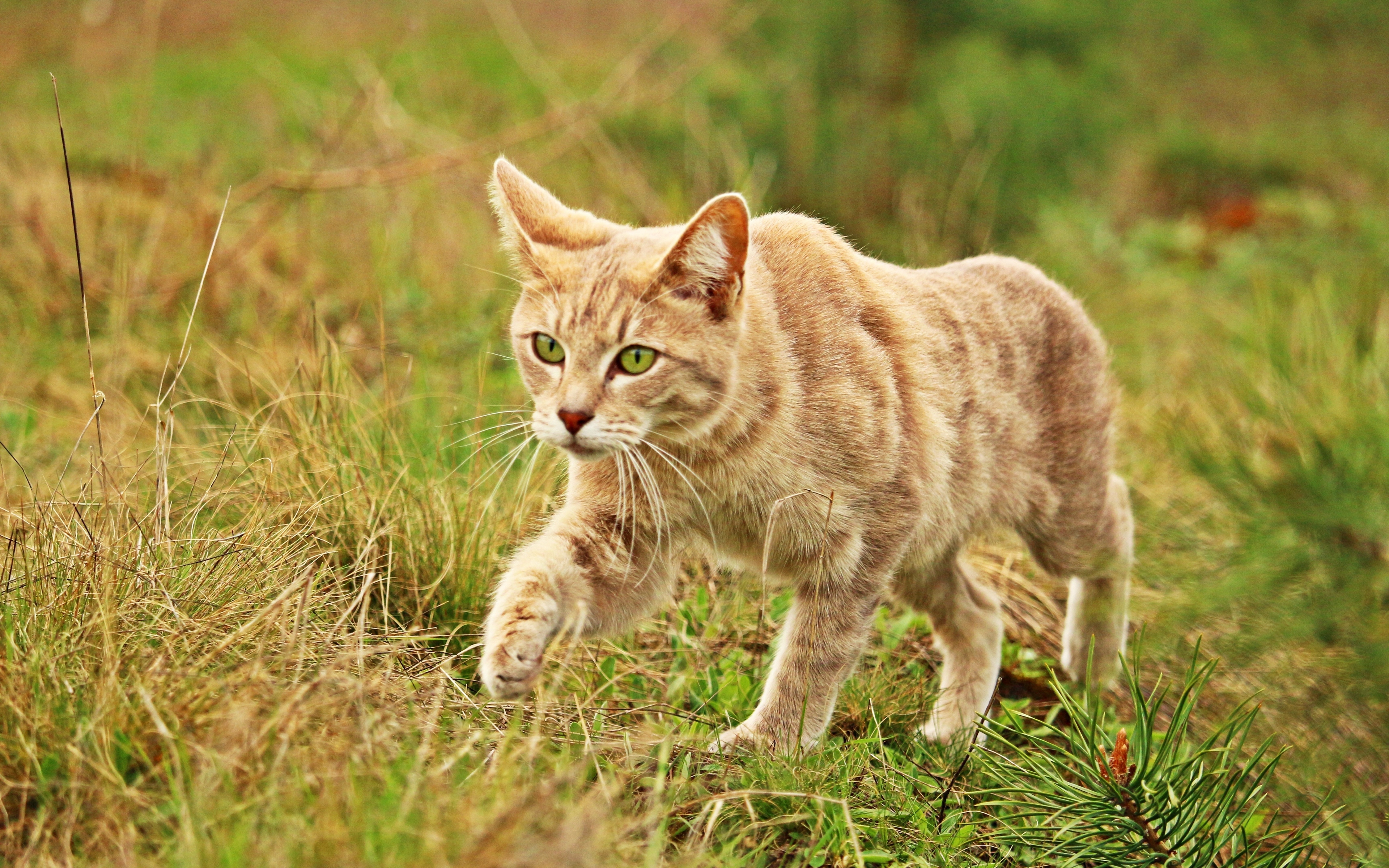 Wallpapers wallpaper cat walking walk on the desktop