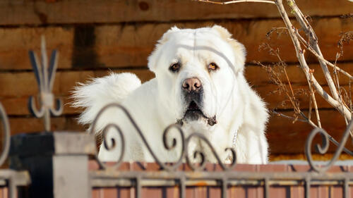 Бесплатное фото Белая большая собака за ограждением