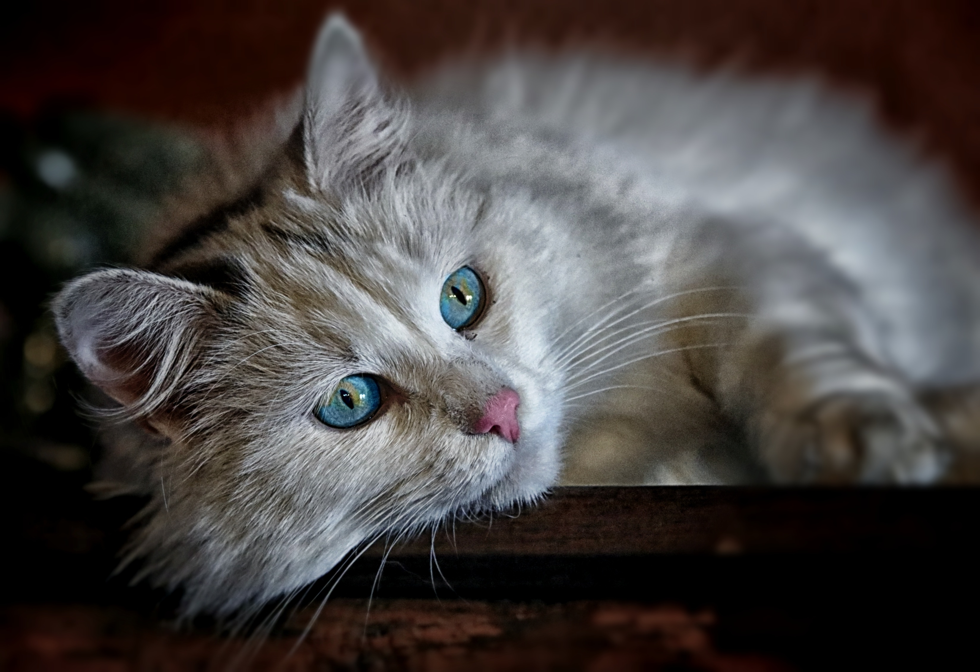 毛茸茸的蓝眼猫