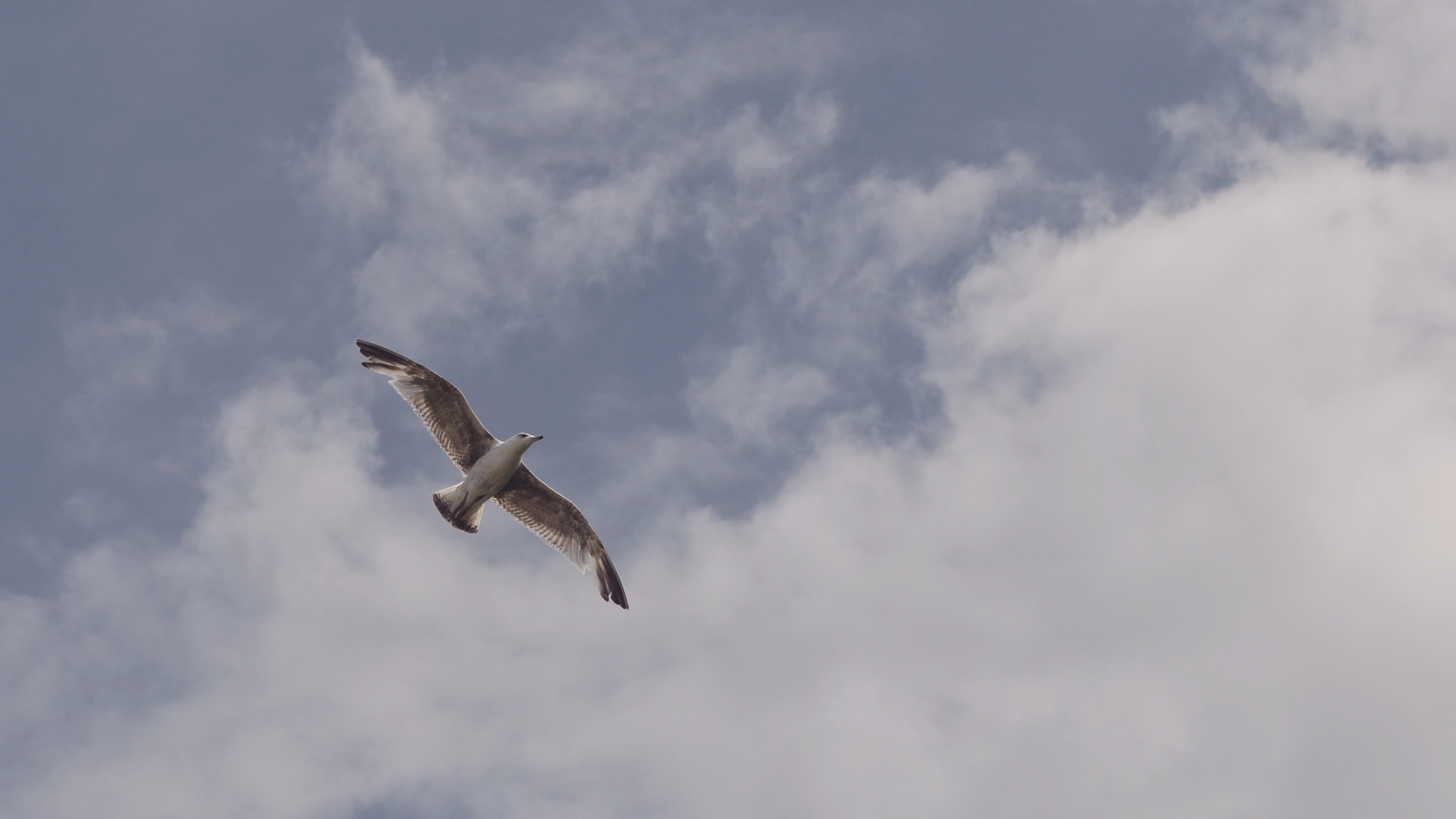 Wallpapers bird wing cloud on the desktop