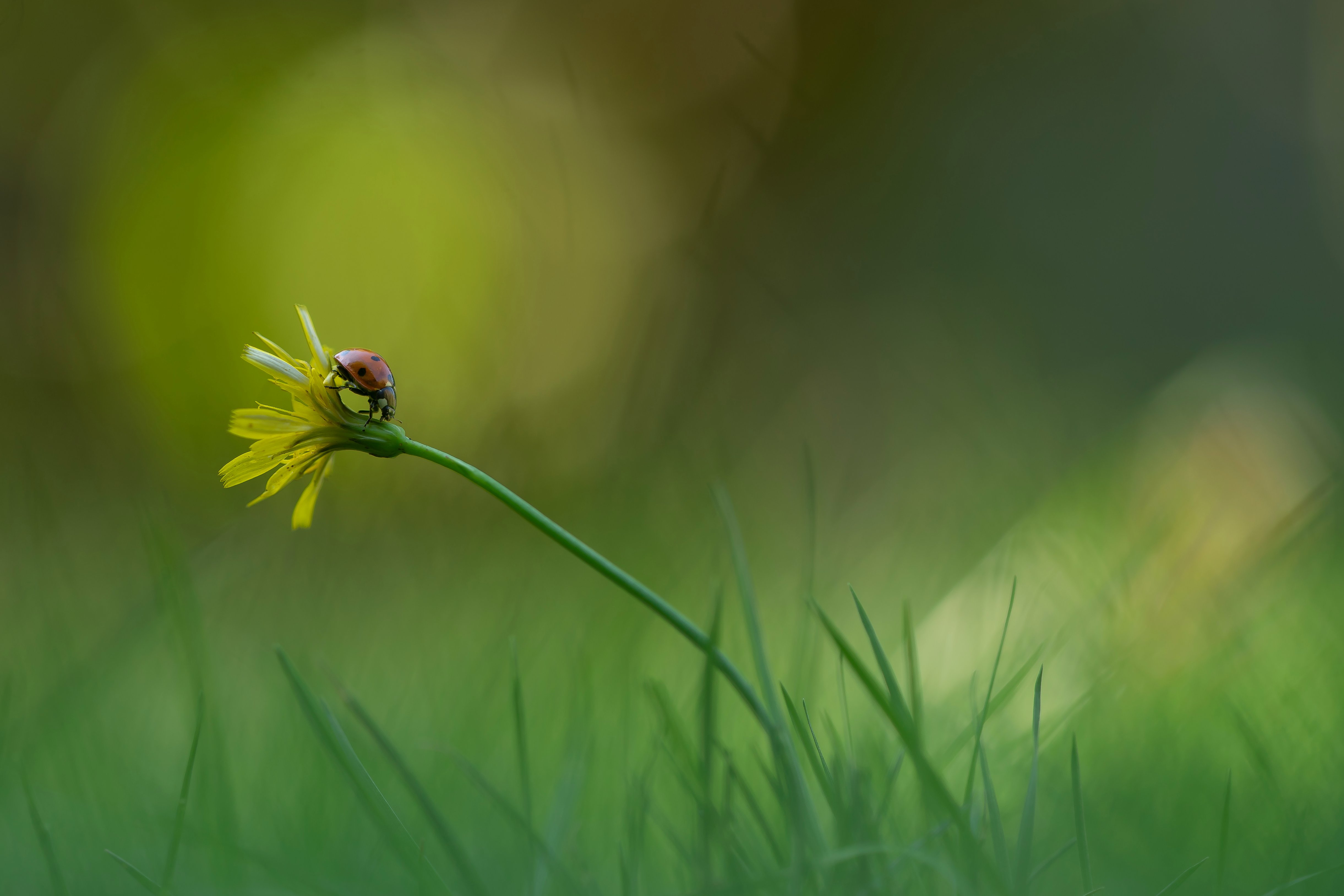 Wallpapers flower ladybug grass on the desktop