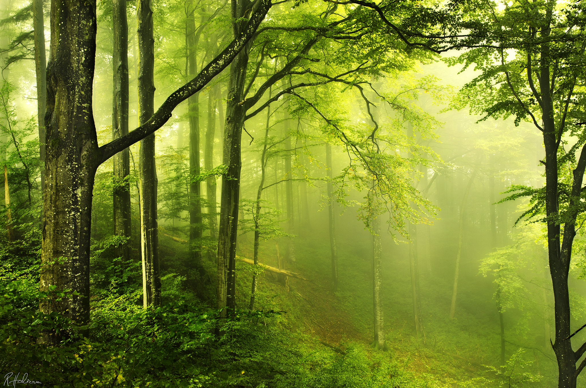 Free photo Forest fog