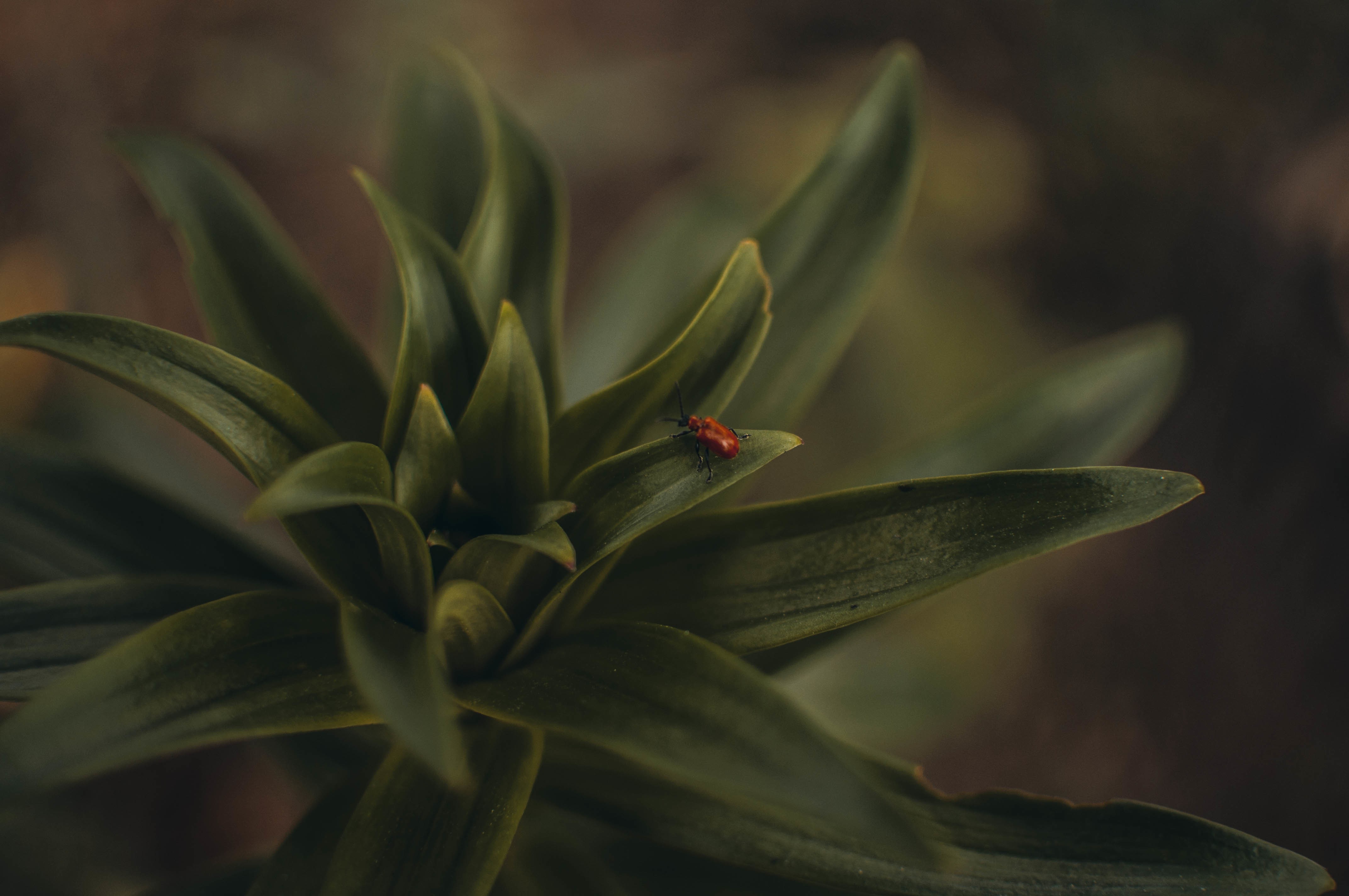 A lily beetle on a green leaf
