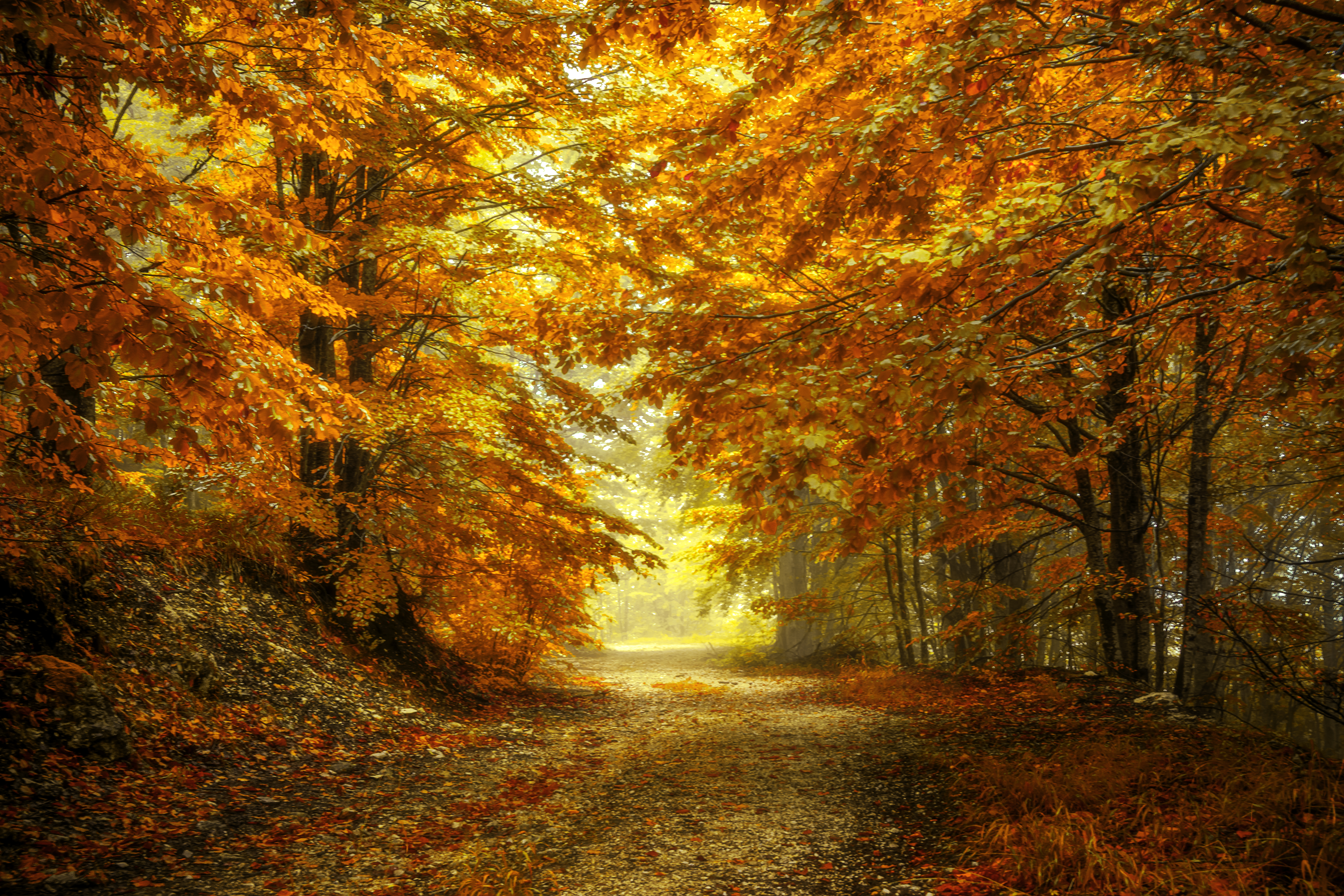 Wallpapers autumn leaves autumn time landscape on the desktop