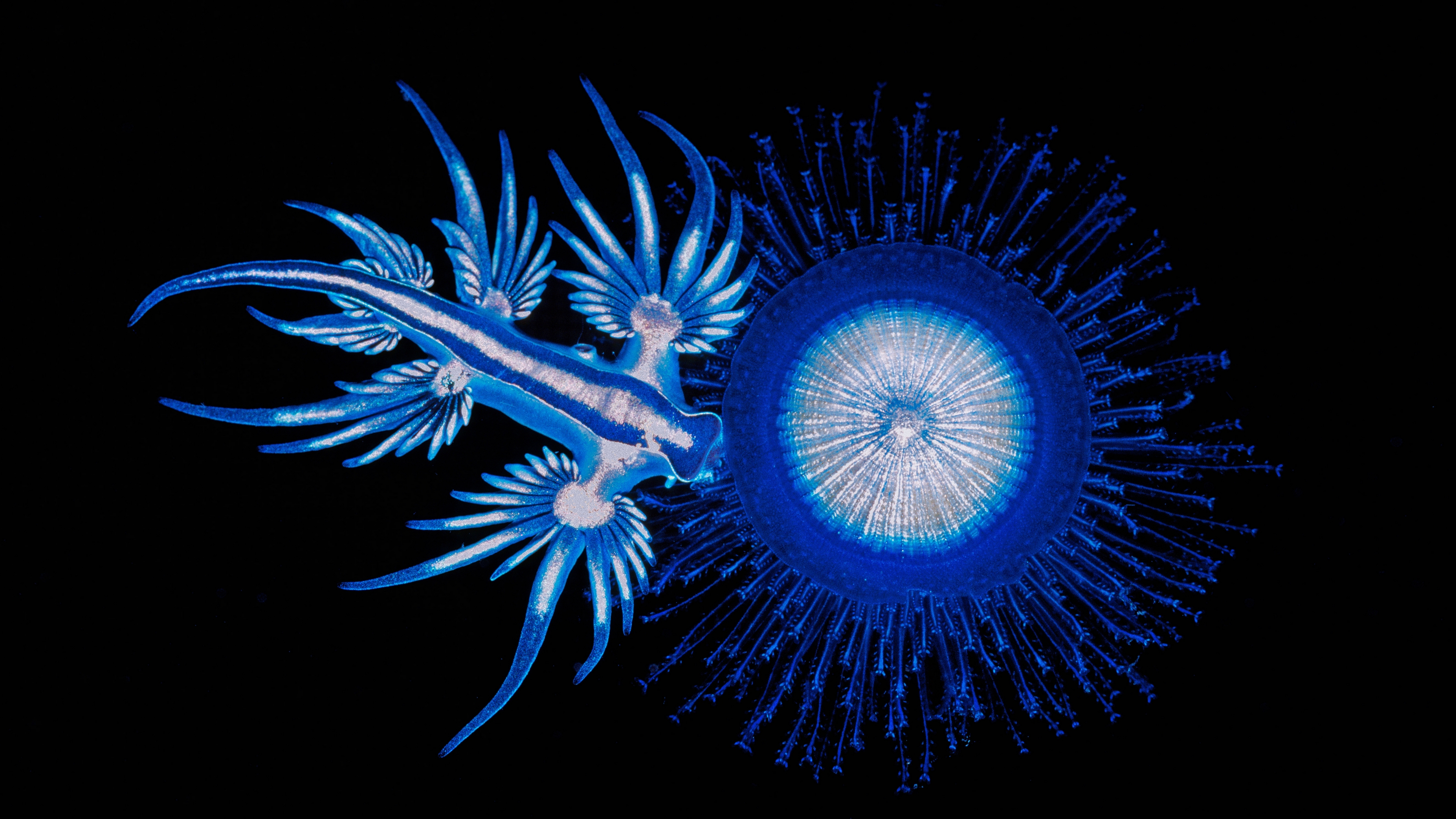 绘制海洋深处的浮游生物