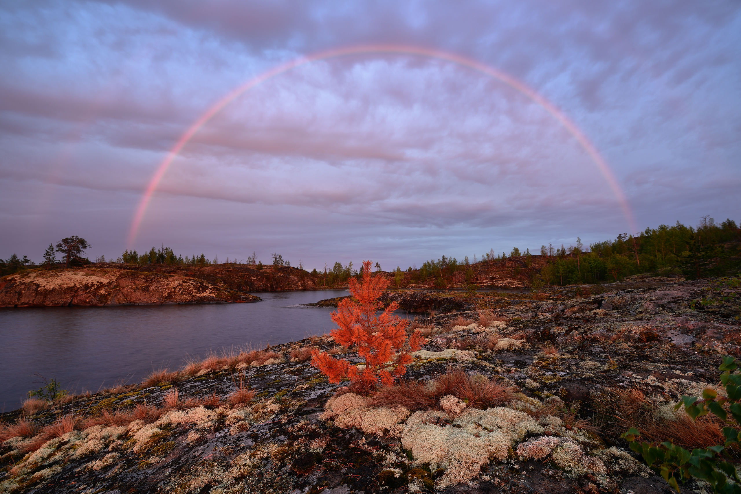 Free photo Rainbow over the young trees