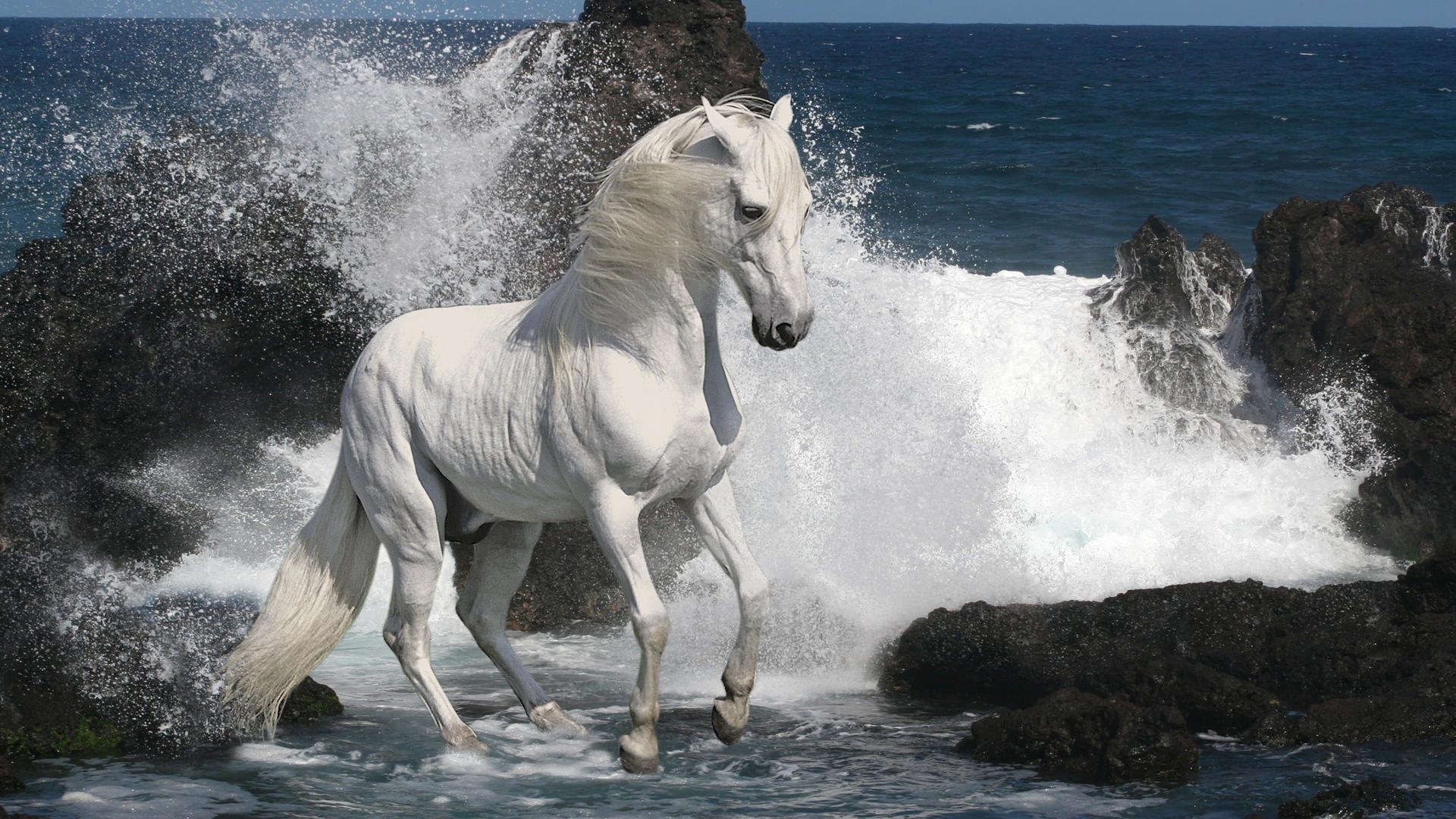 Белый конь на фоне волн у скалистого берега моря
