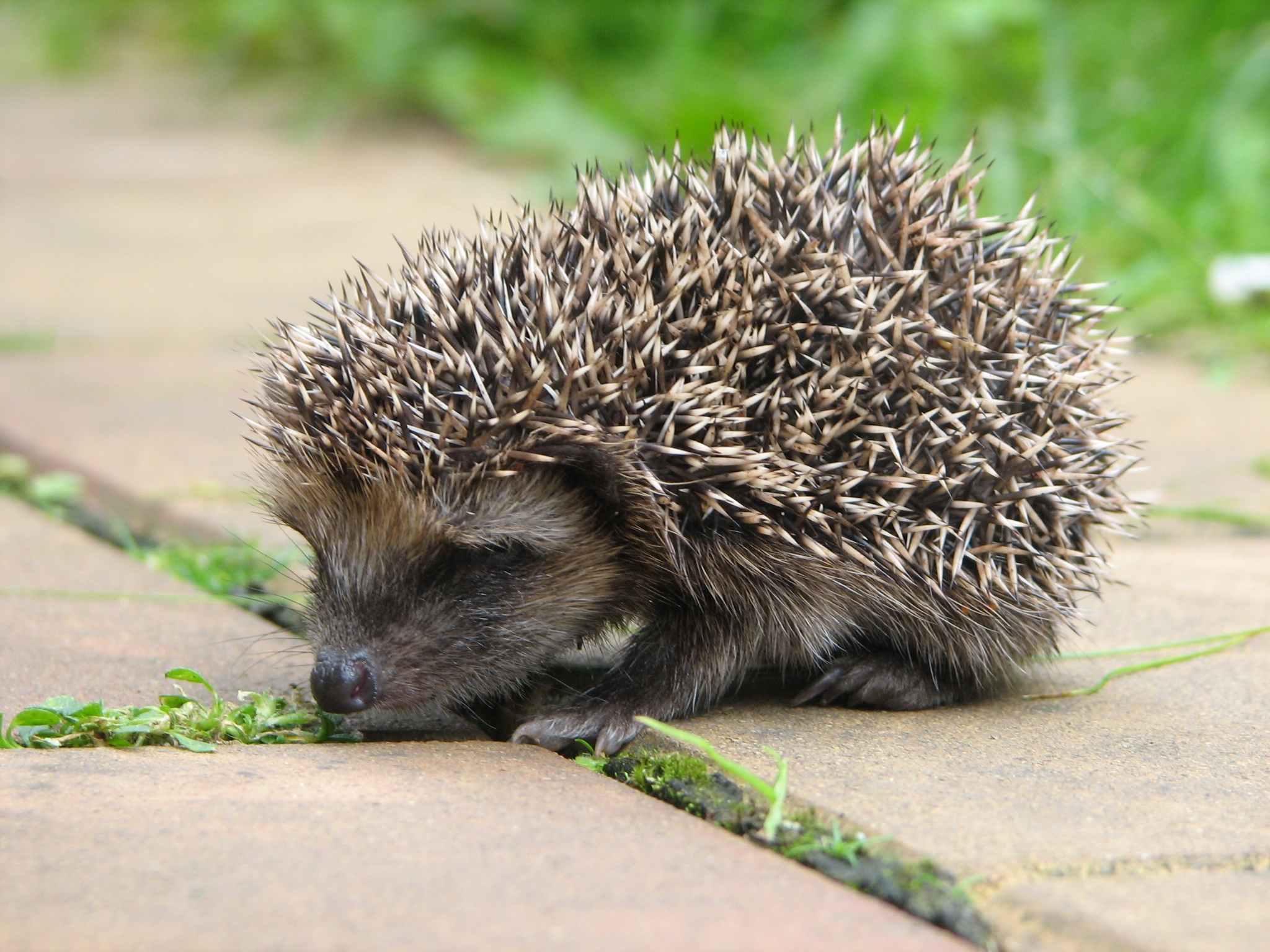 Free photo A hedgehog sits on a stone tile