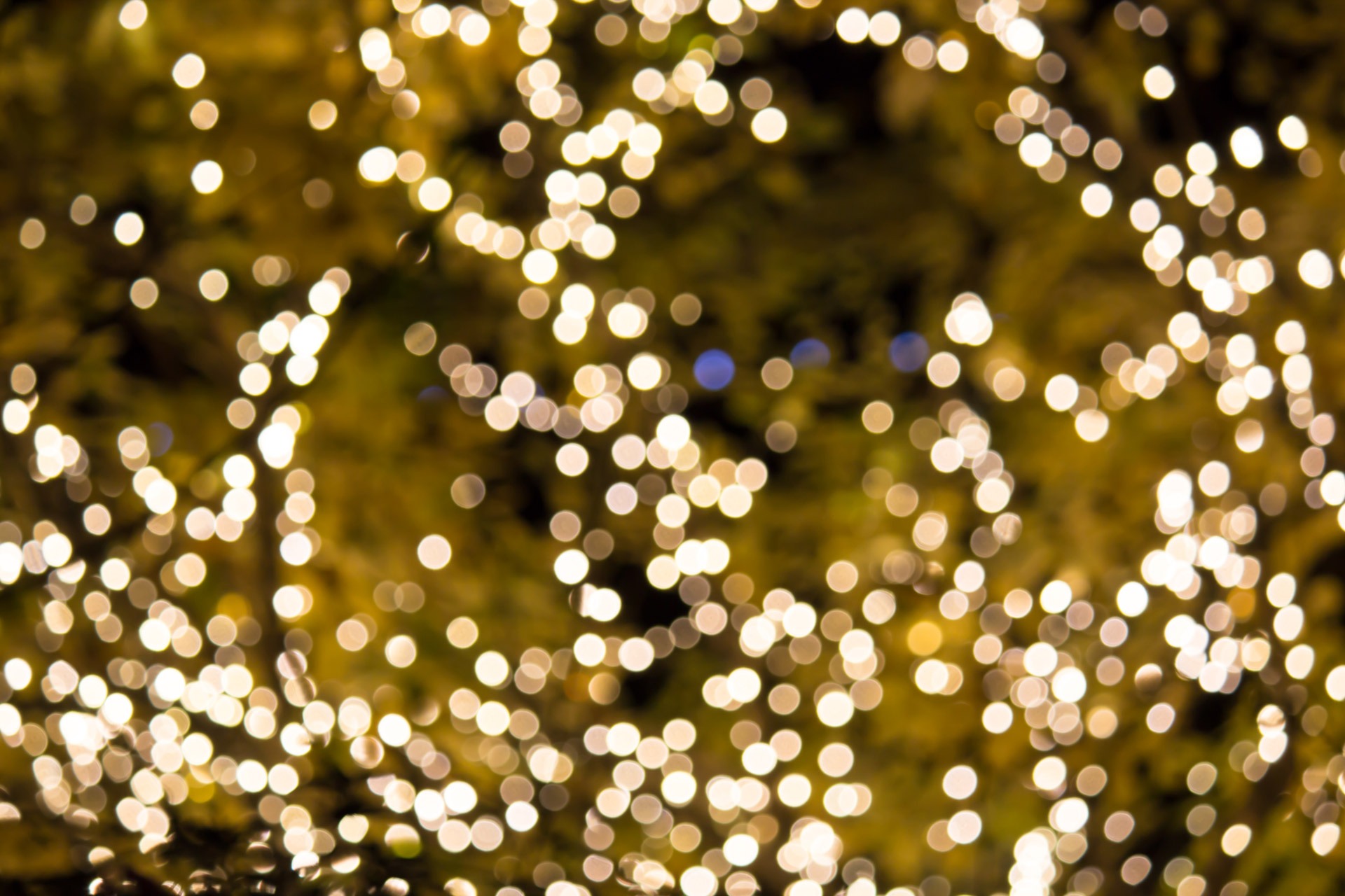 桌面上的壁纸分支机构 轻 模糊