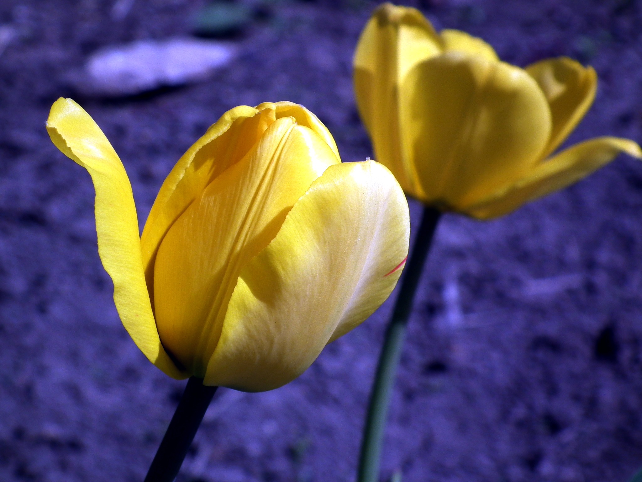 Wallpapers terrestrial plant petal yellow on the desktop