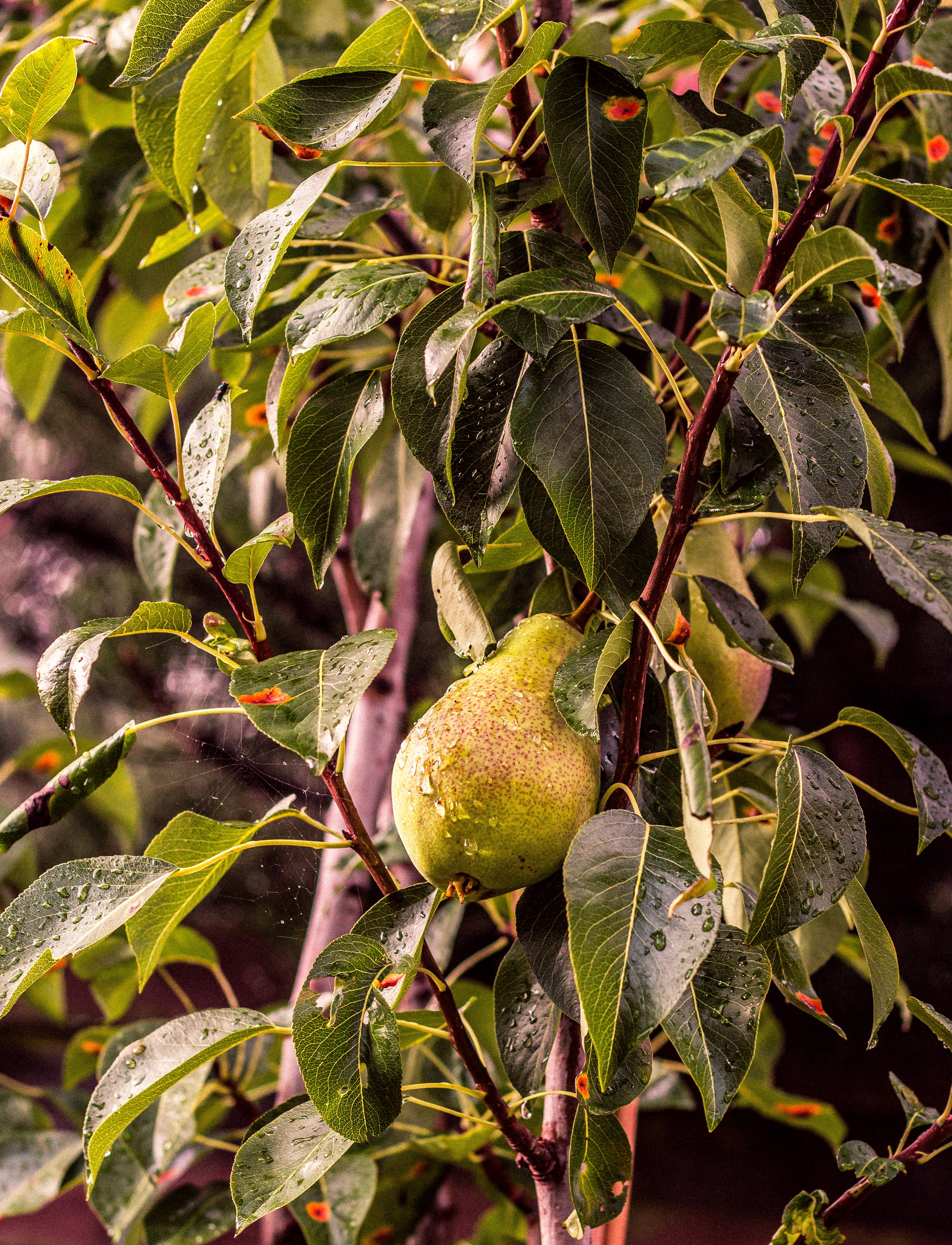 Wallpapers pear tree branches on the desktop