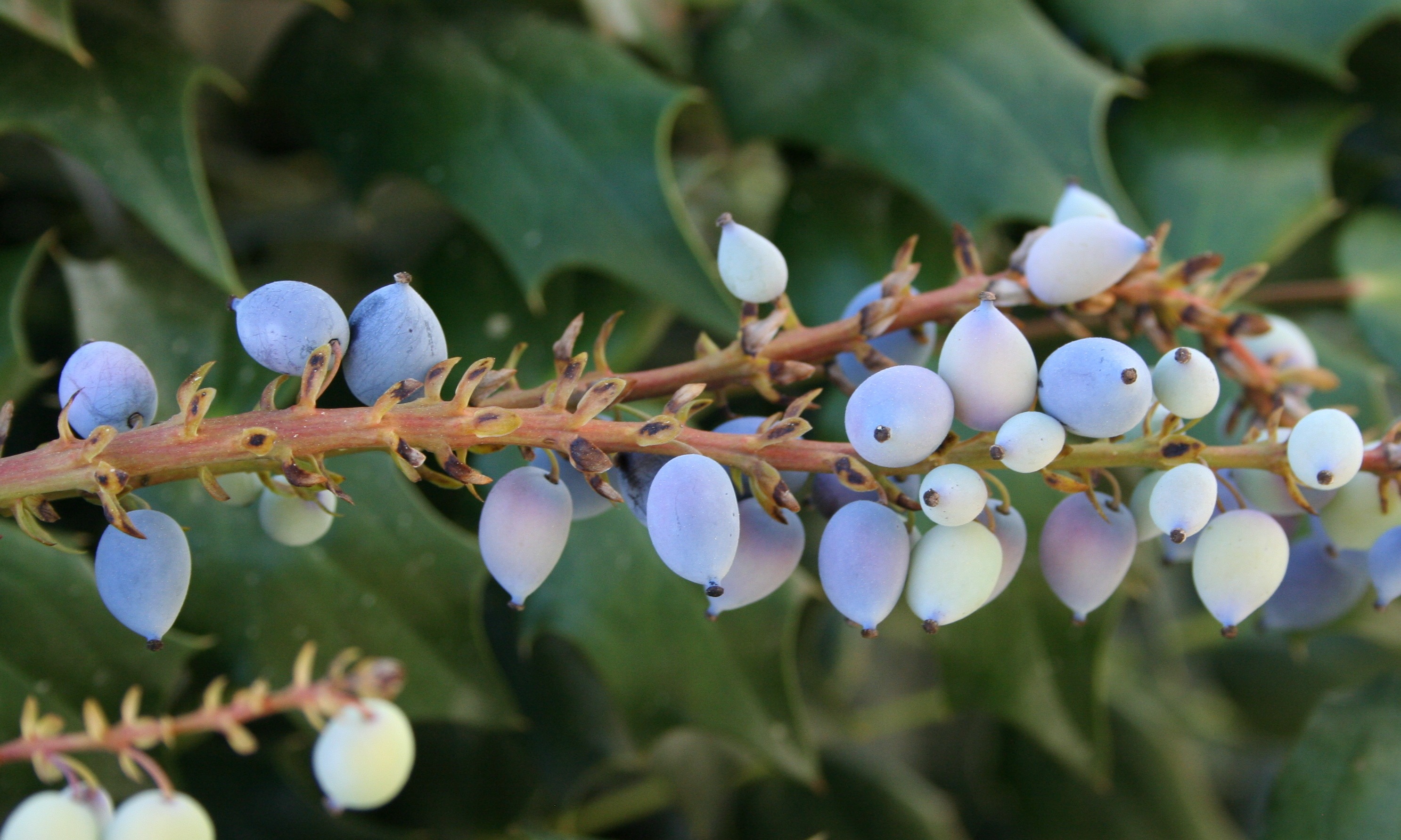 Free photo A sprig of thorn with fruit on it