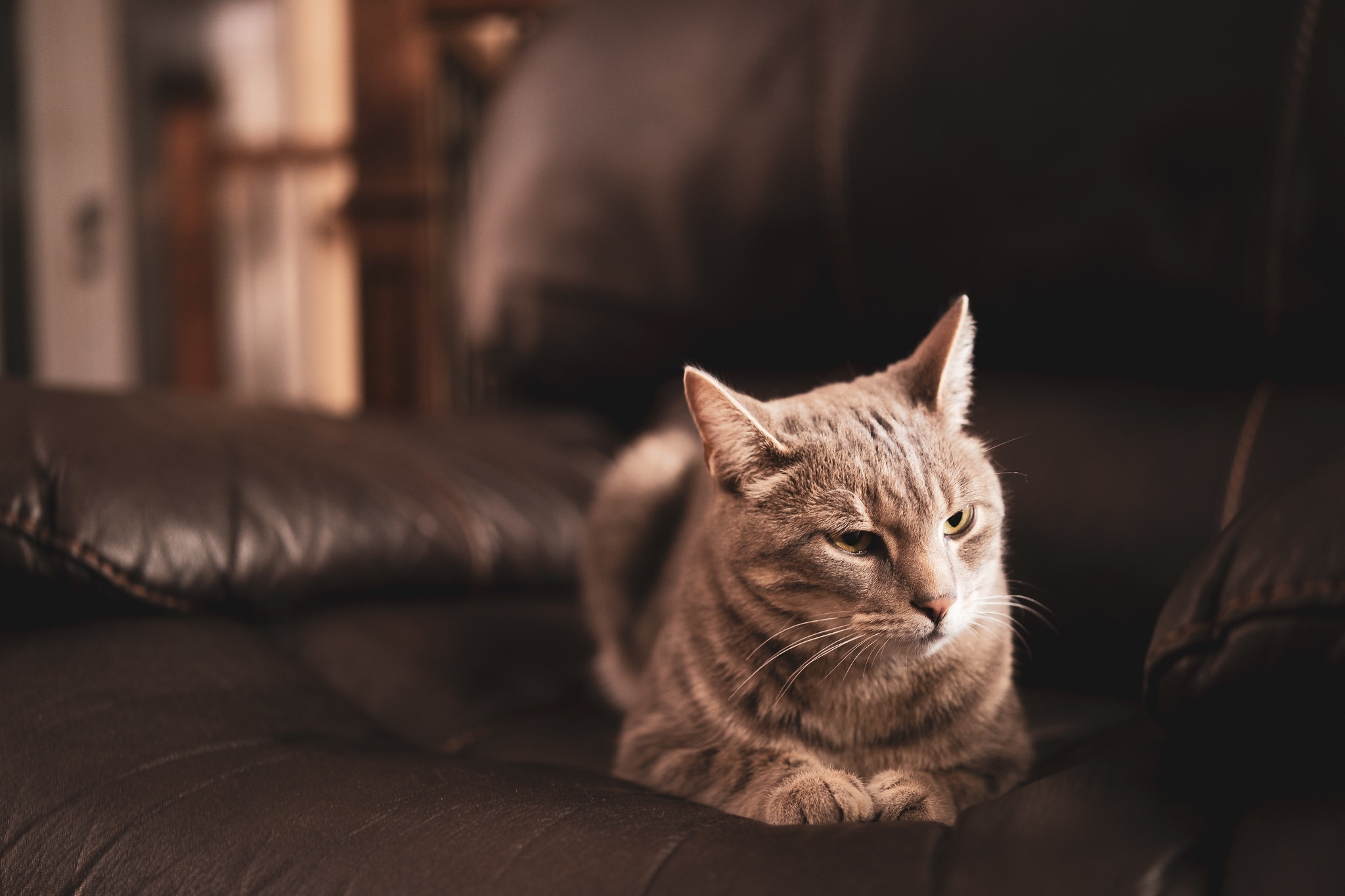 Wallpapers wallpaper cat lazy sofa on the desktop