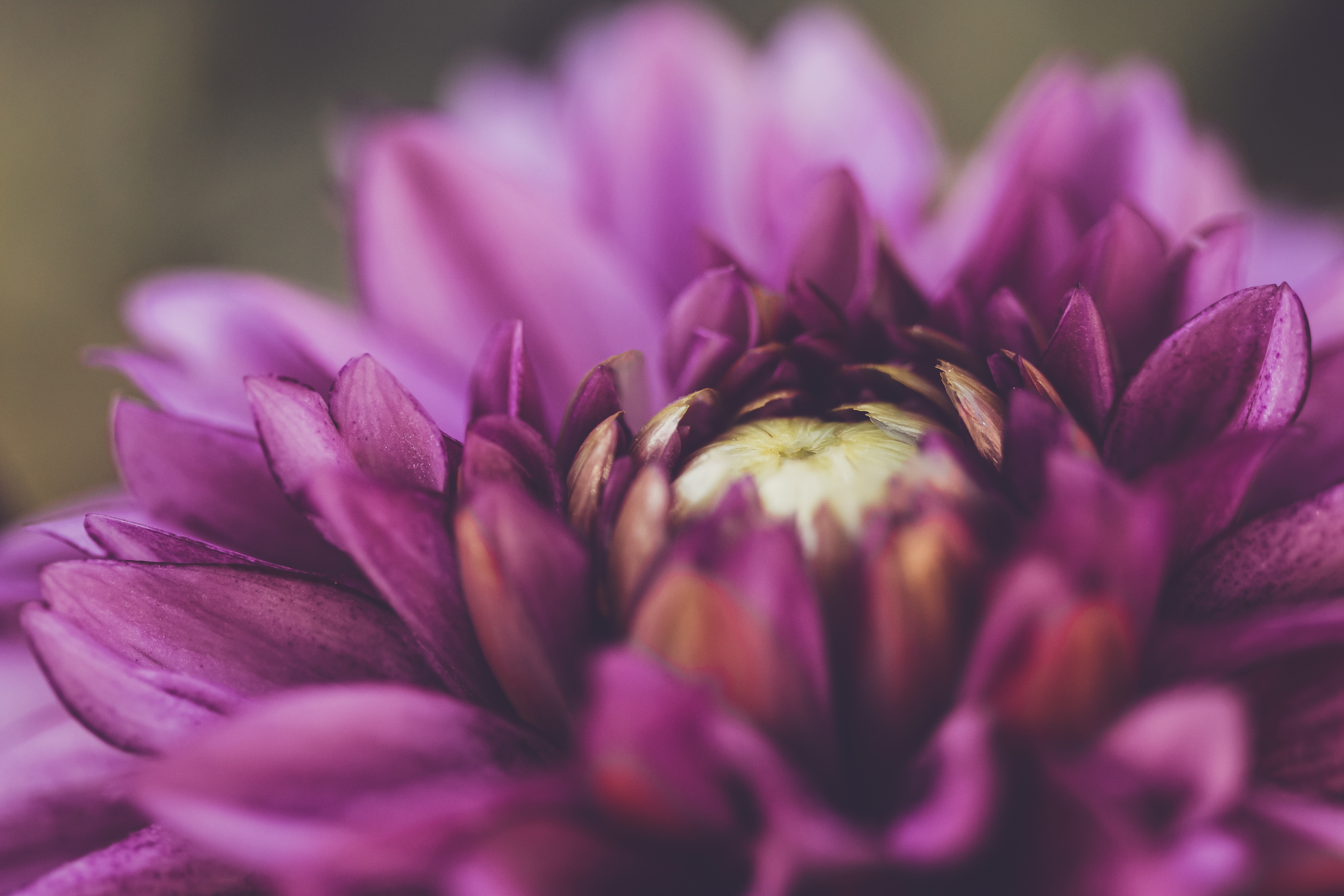 Free photo Close-up of a purple flower wallpaper