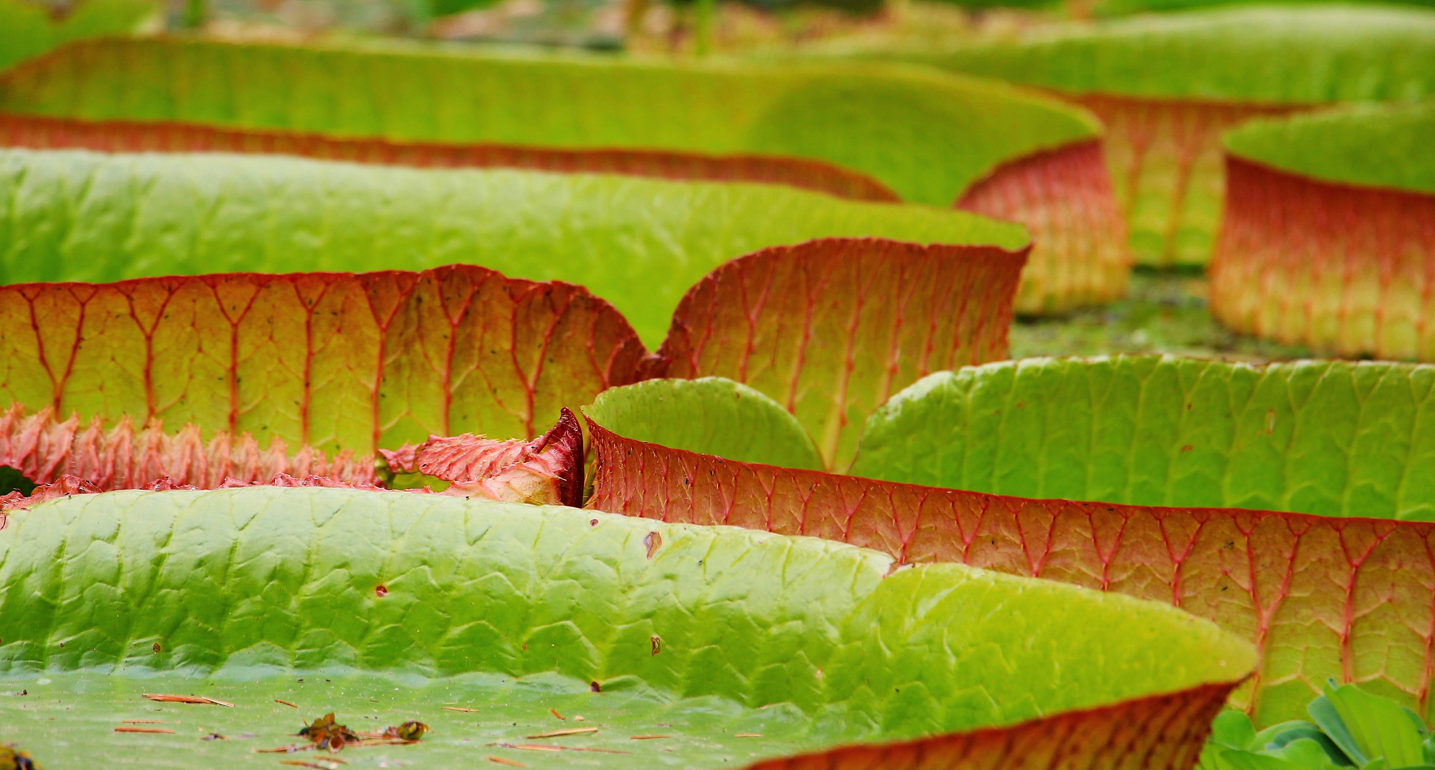 Wallpapers water nature plant on the desktop