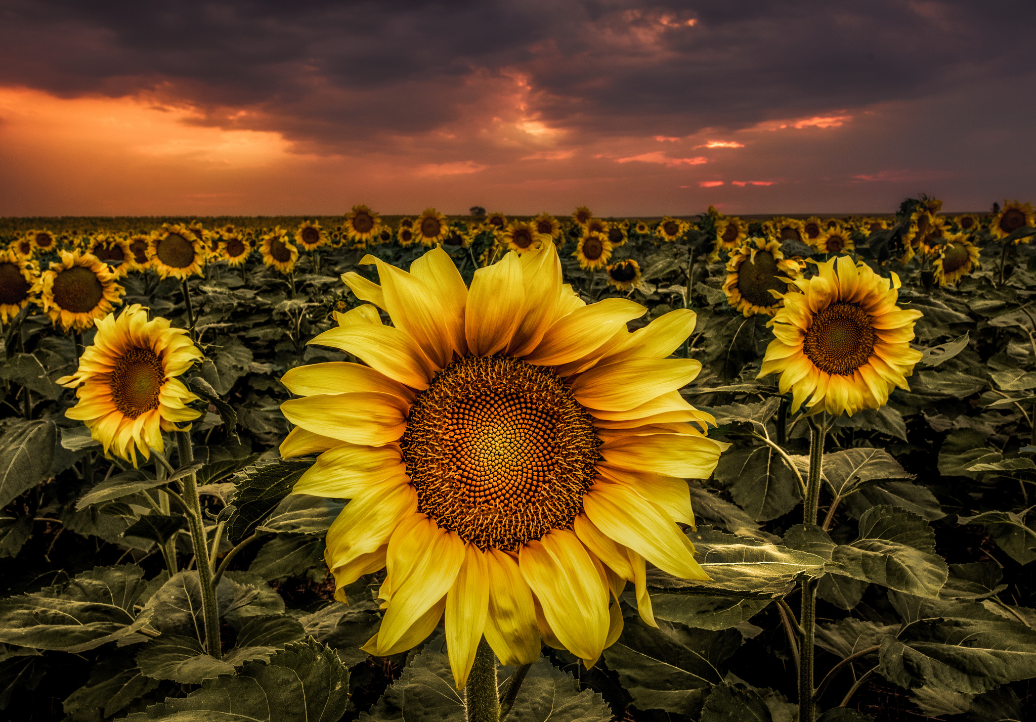 Free photo A field with sunflowers