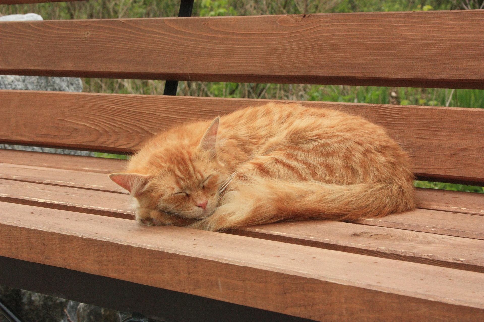 免费照片红猫睡在长椅上