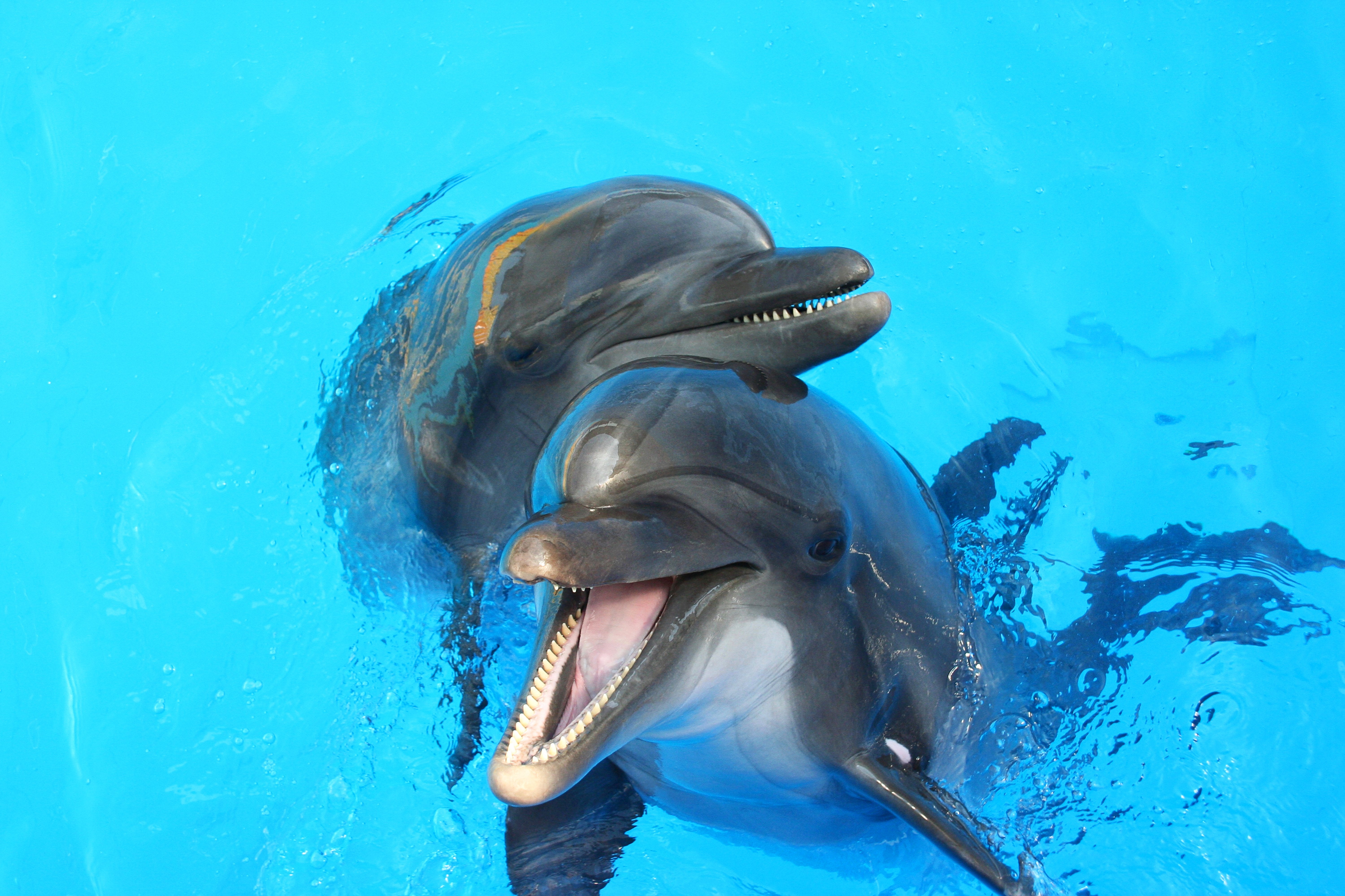 池中欢乐的海豚