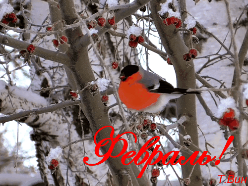 Бесплатная открытка Гифка для февраля