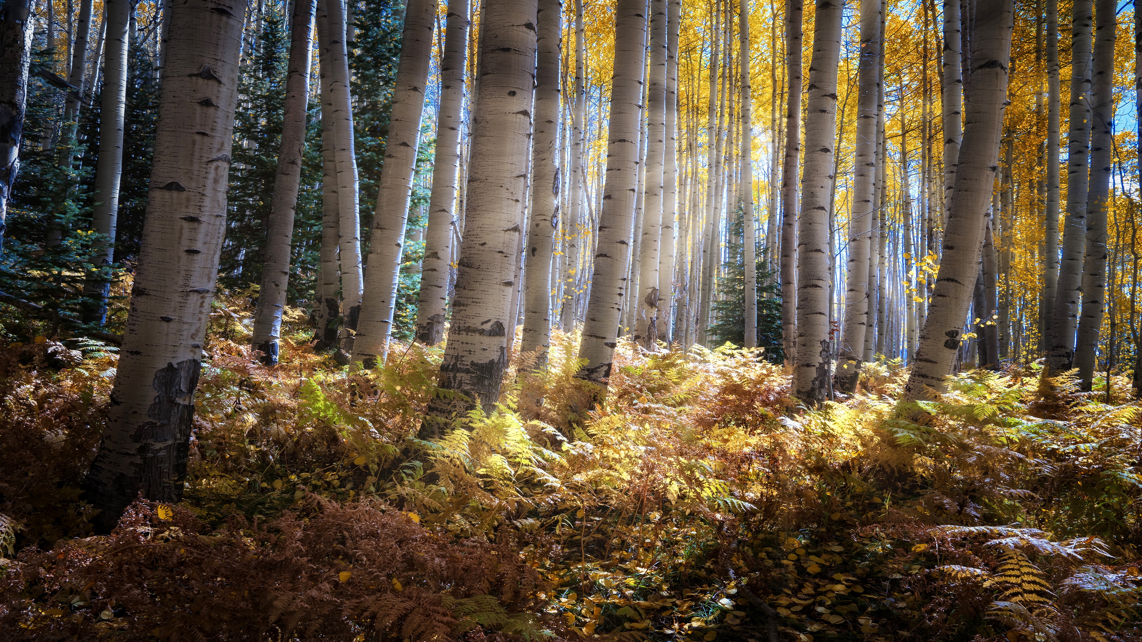 Sunbeams in the birch forest