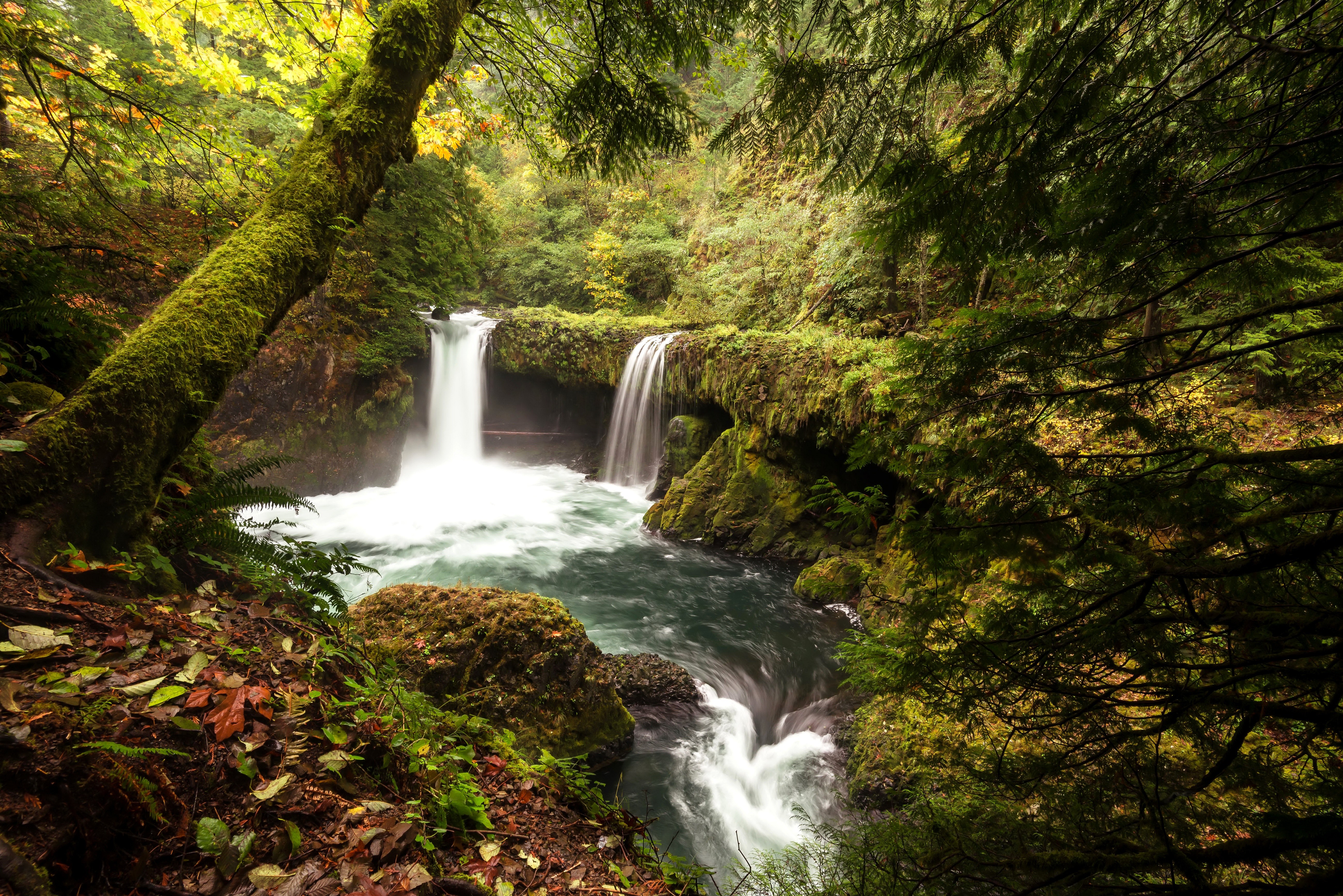 Free photo A forest waterfall far away from people