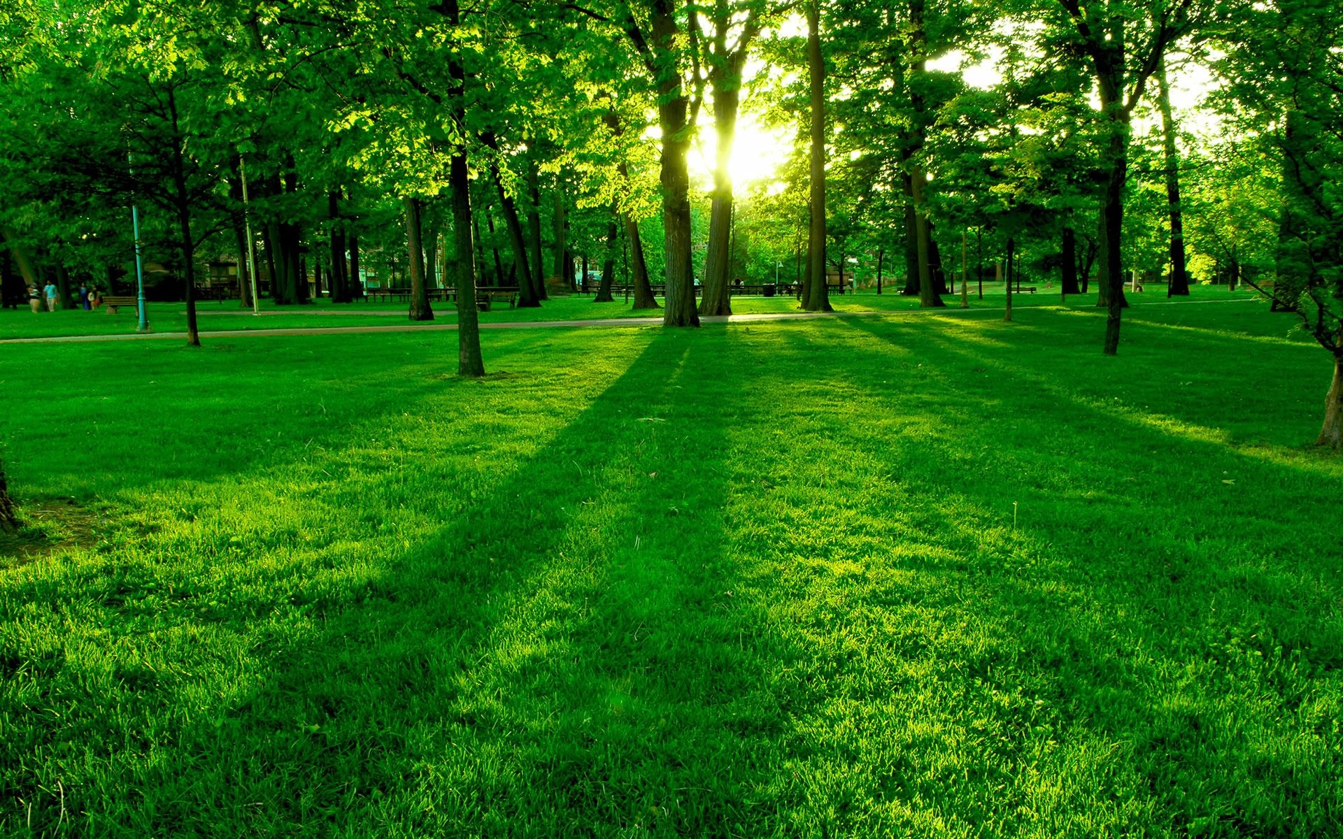 公园里美丽的绿色草坪，阳光明媚