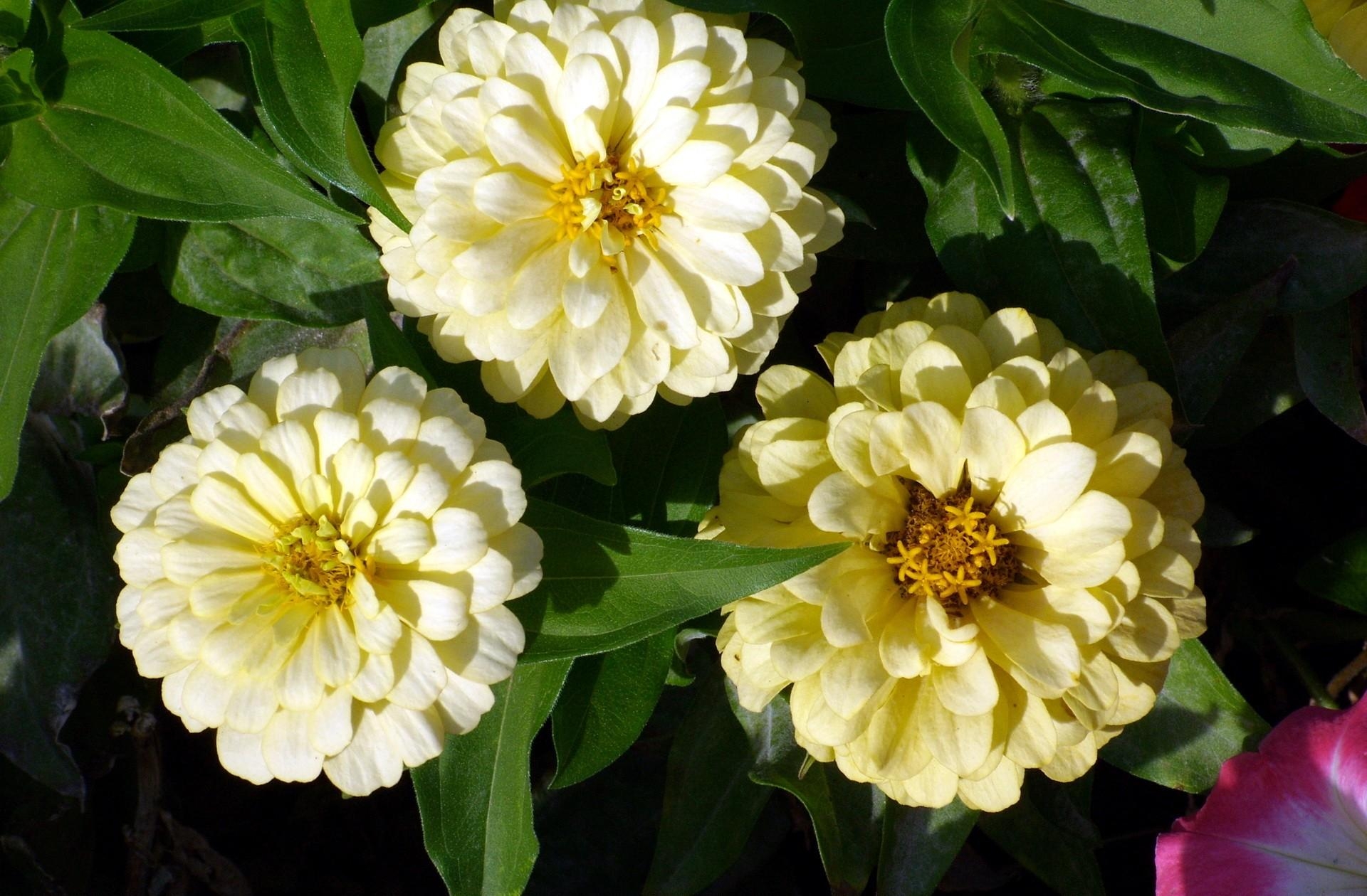 Zinnia yellow