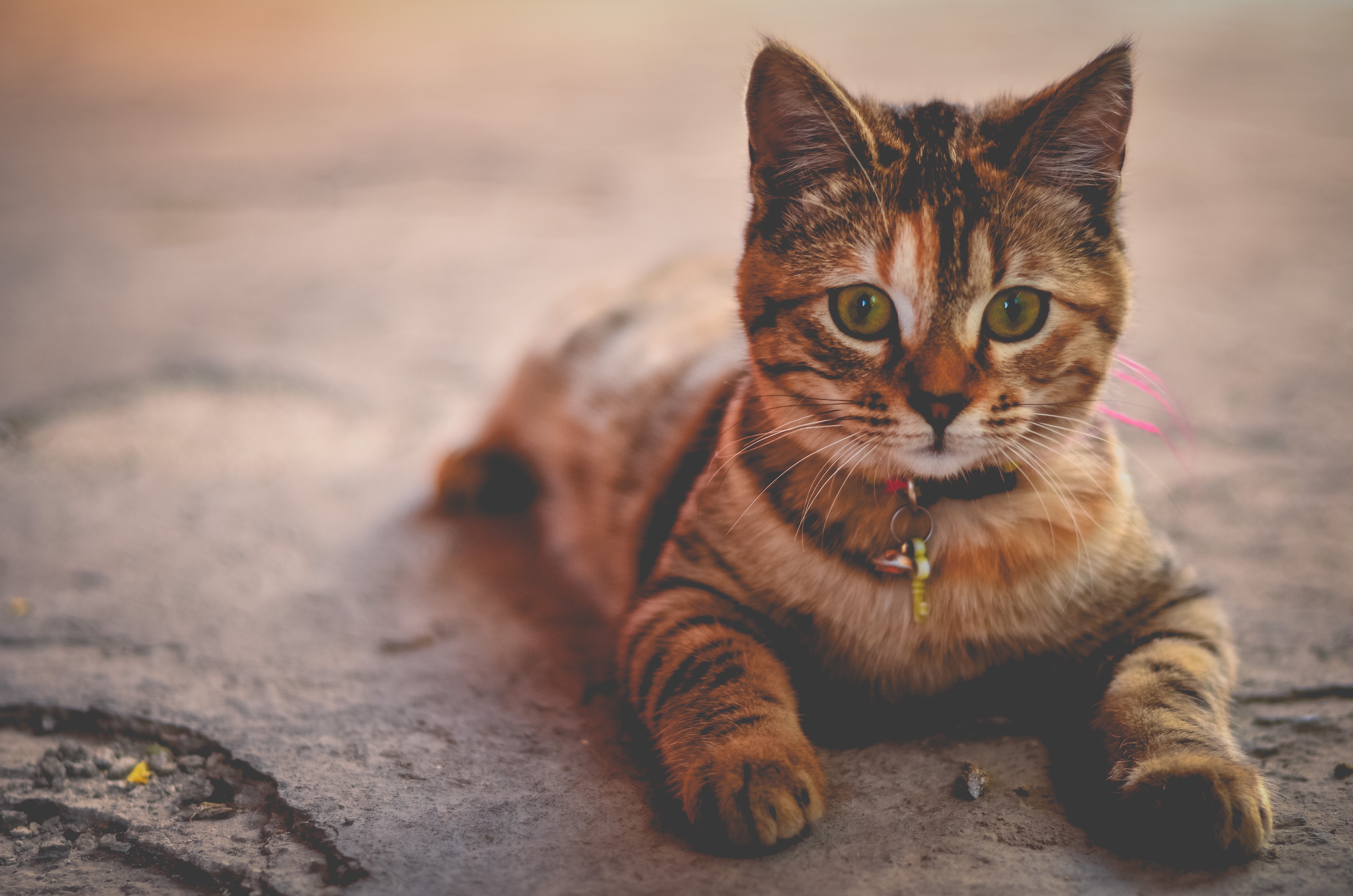 Free photo Cute kitten in a collar