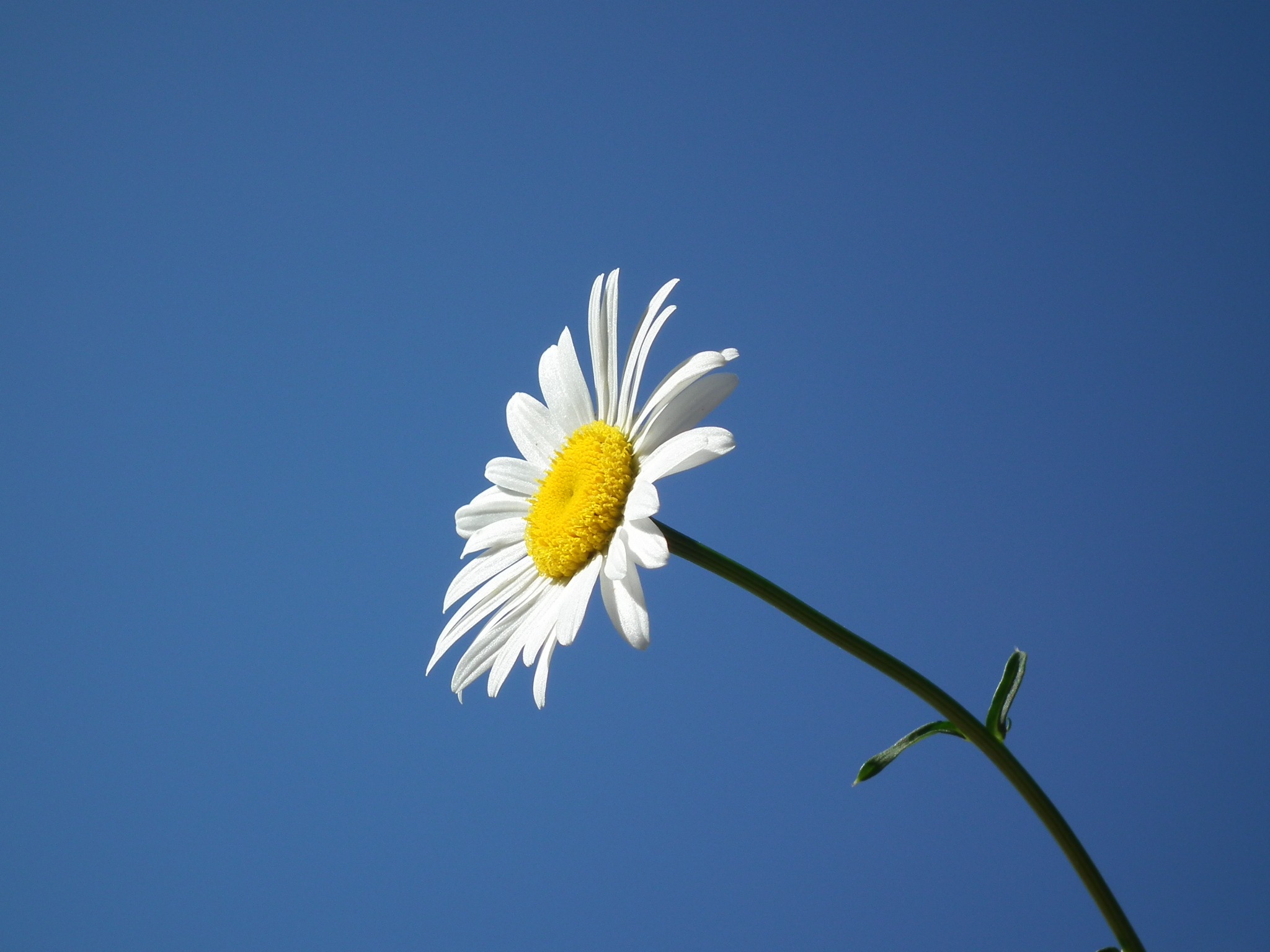 Wallpapers branch blossom plant on the desktop