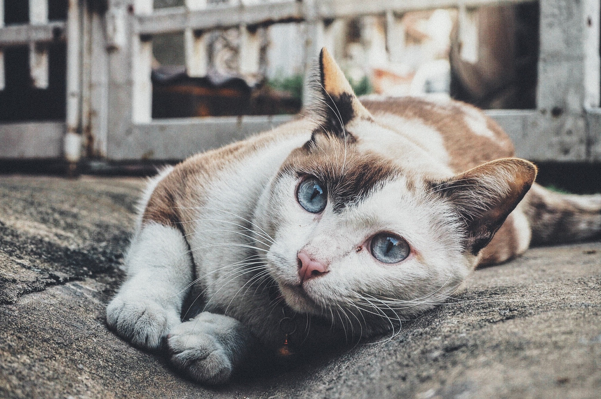 Free photo A kitty with beautiful eyes