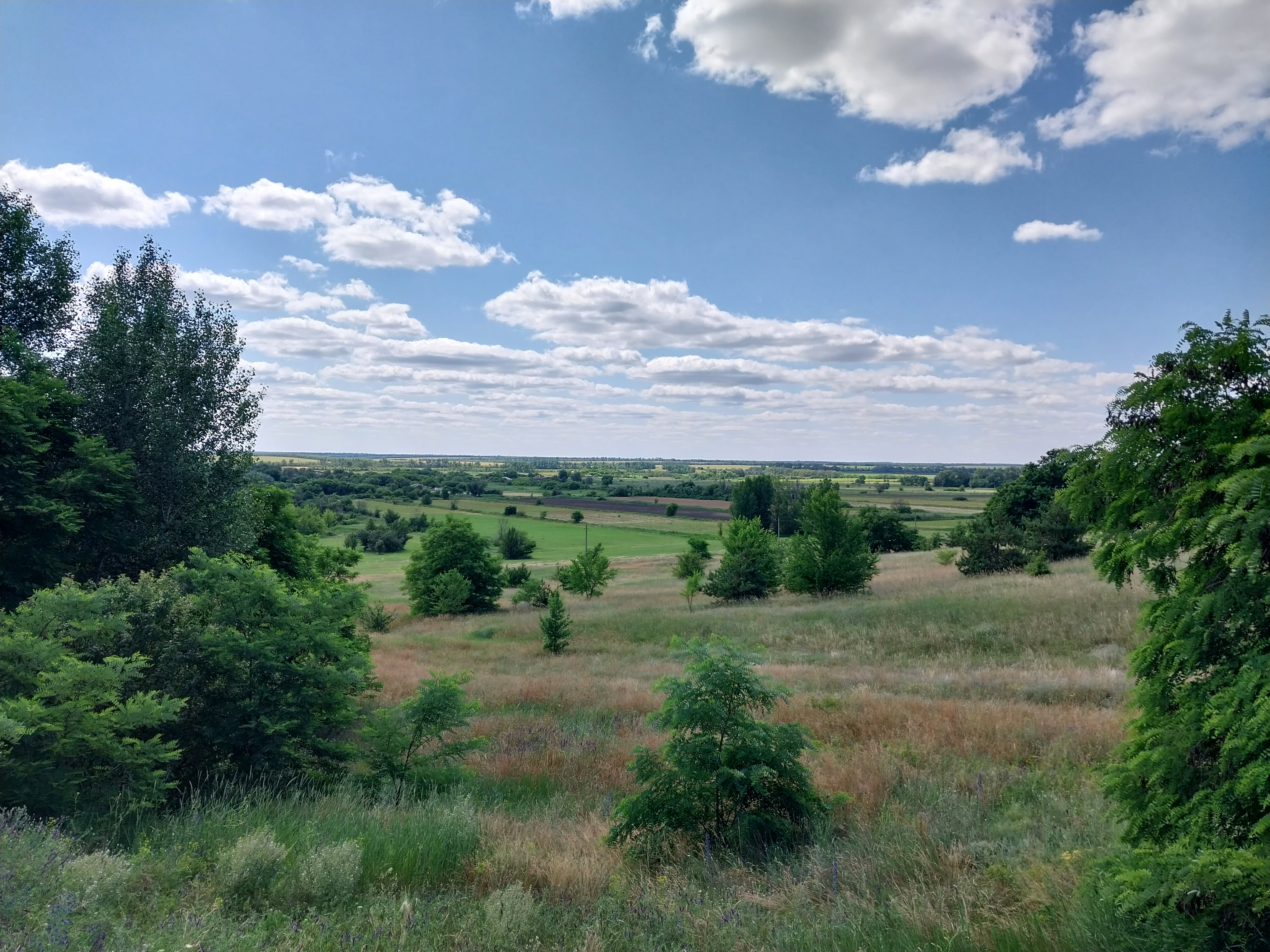 Free photo Spacious fields with trees