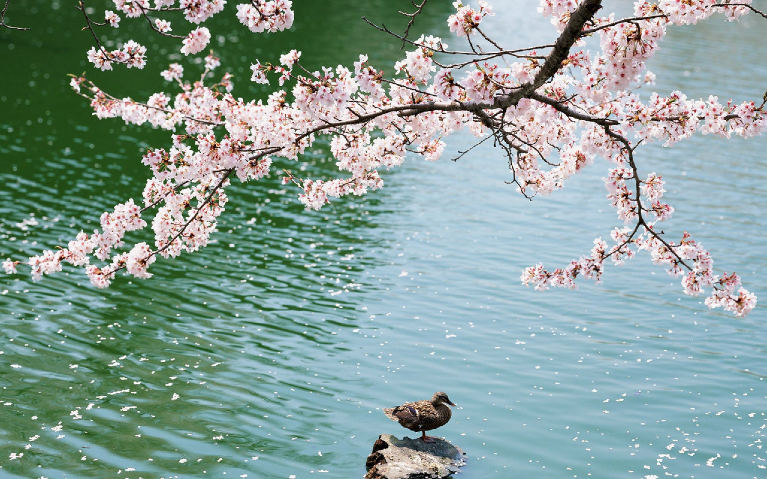 Wallpapers duck field sakura on the desktop