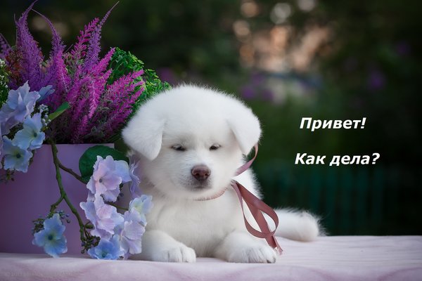 主题为你好 问候语 蚜虫的明信片免费下载