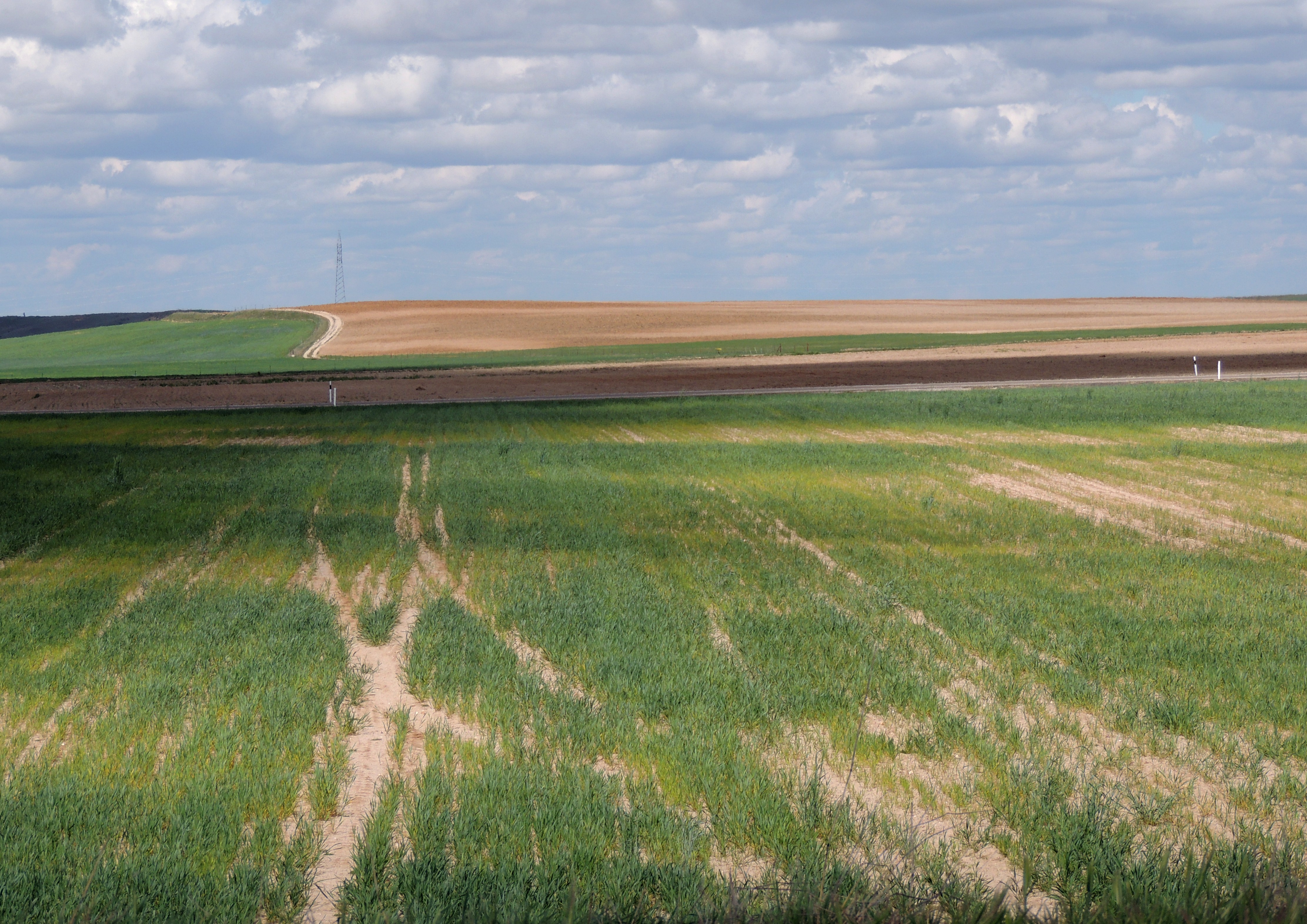 Wallpapers landscape grass horizon on the desktop