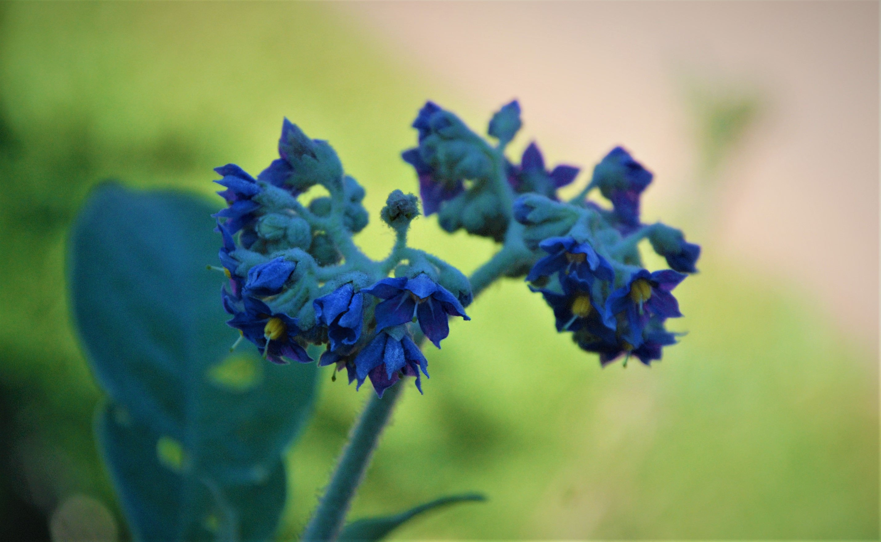 Wallpapers Nuwara Eliya blue flora on the desktop